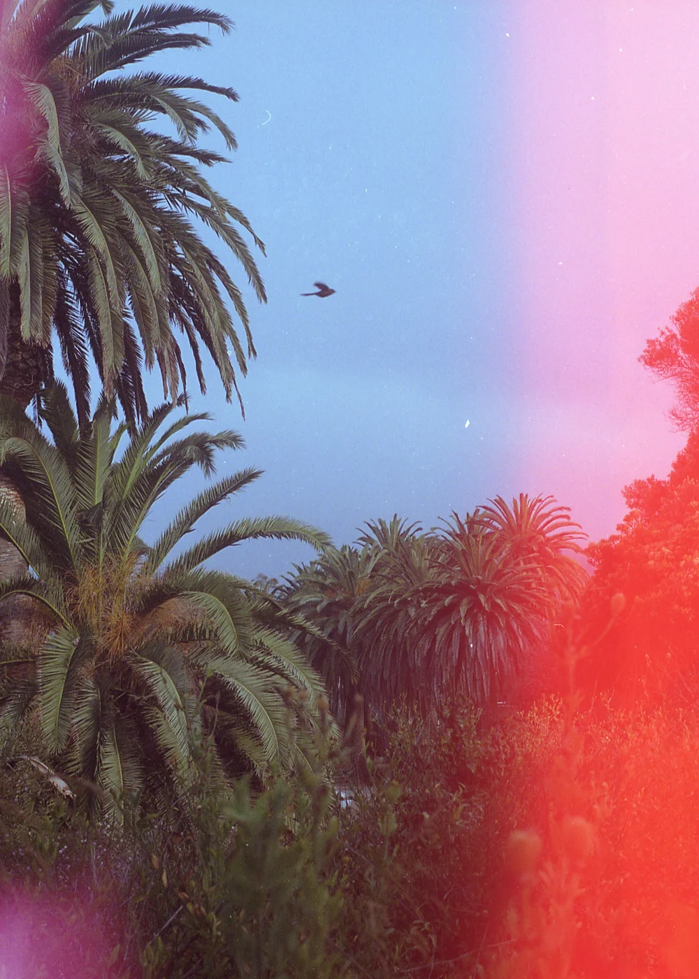 Psych Blues #2 pre-exposed 35mm experimental film photo of palm trees