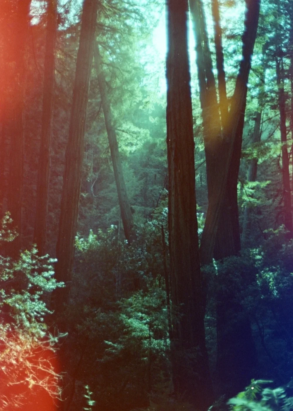 Psych Blues #3, experimental 35mm film image of a forest