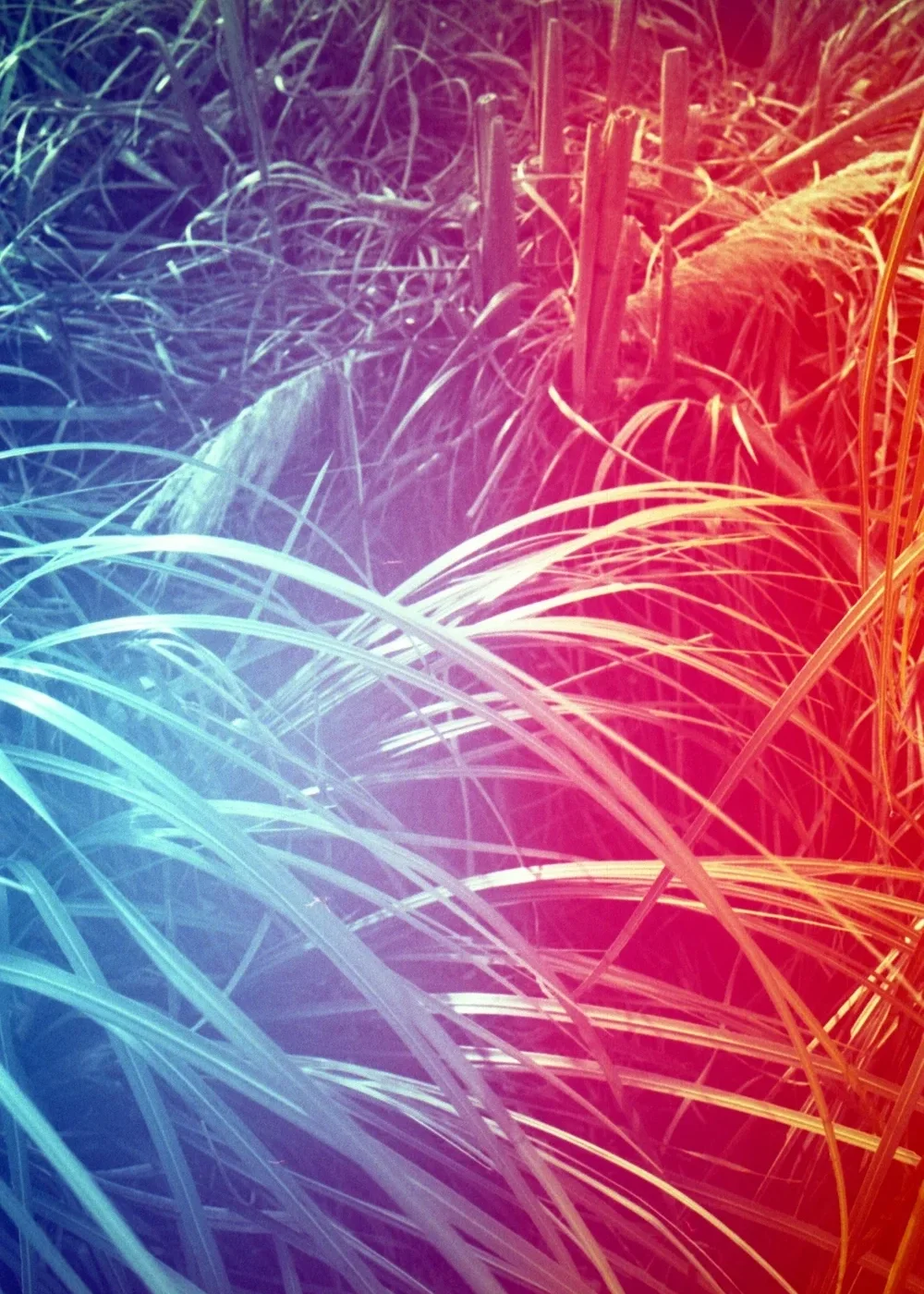 Psych Blues #8 pre-exposed 35mm experimental film photo of grass