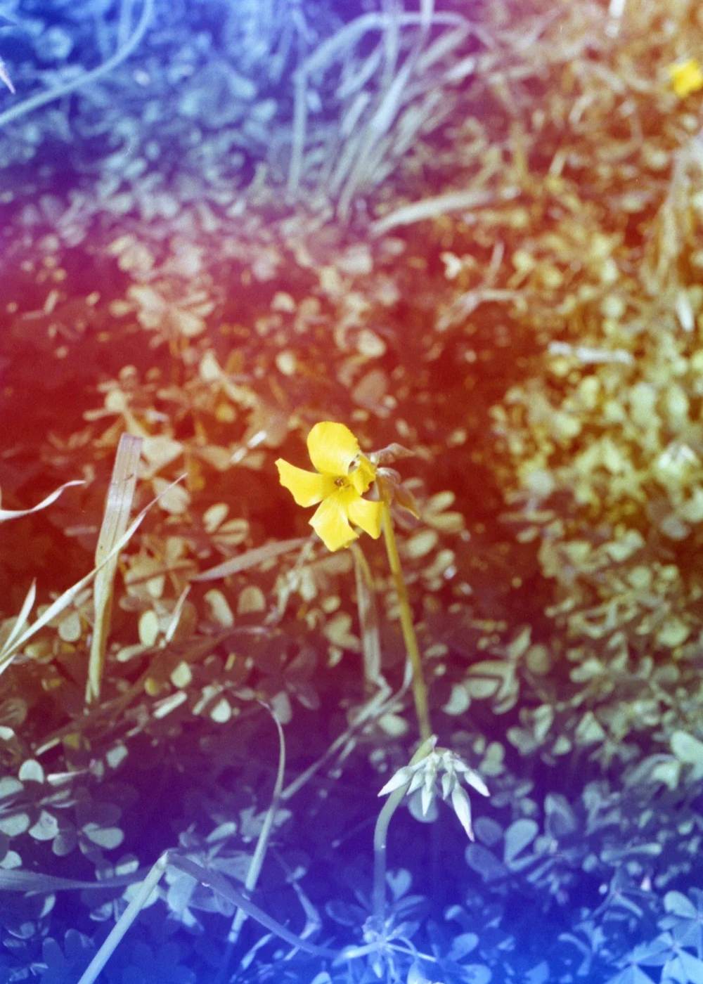 Psych Blues #8 pre-exposed 35mm experimental film photo of a yellow flower