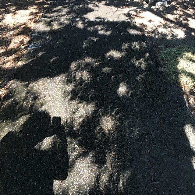This is the last picture I took today, just before totality... I feel like I am still recovering from the intensity of the experience. It was a visceral reminder of how connected we are to the sun and the moon and light and shadow even though we don'