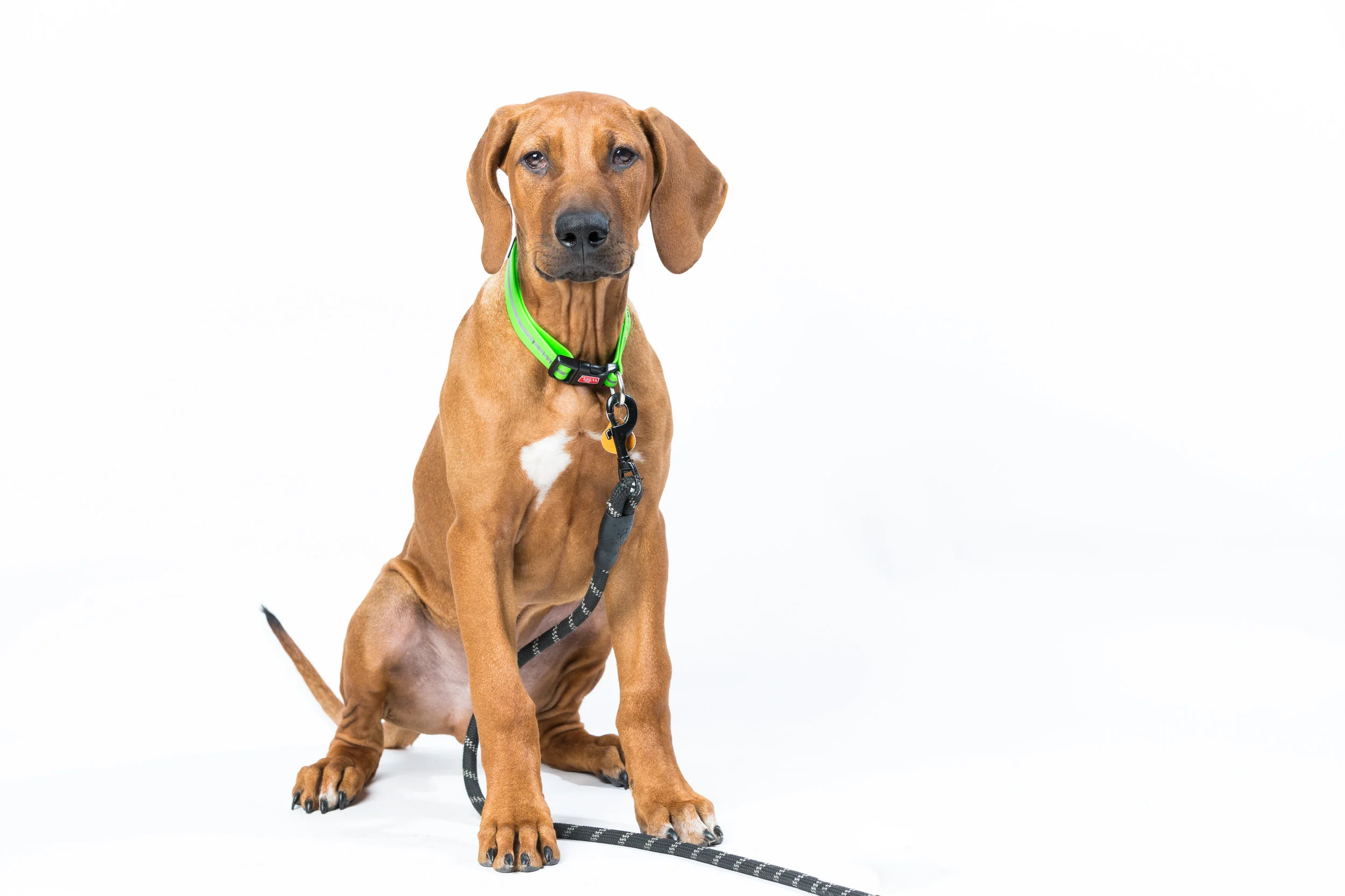Whole Kids Dogs-16.jpg