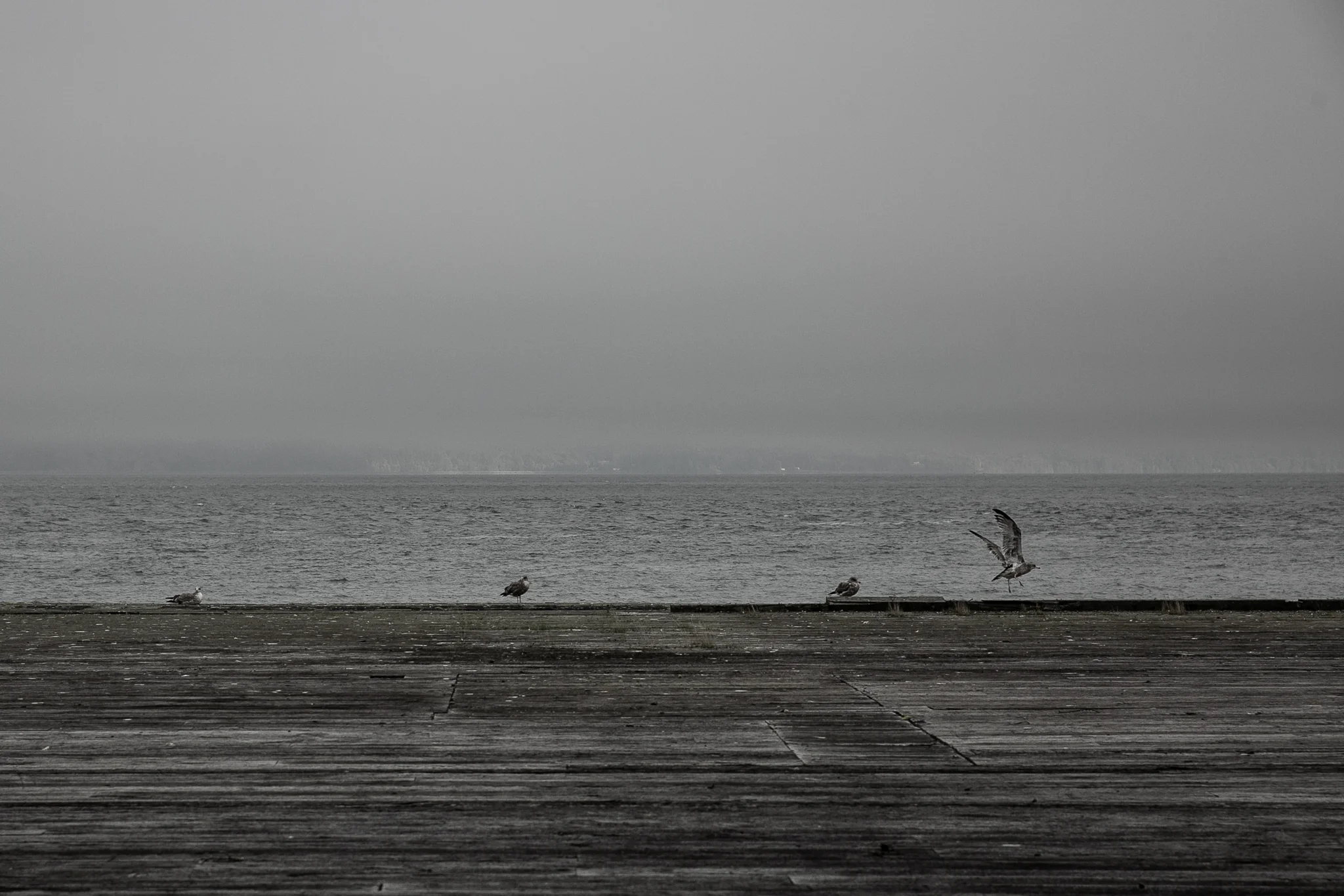astoria birds-1.jpg