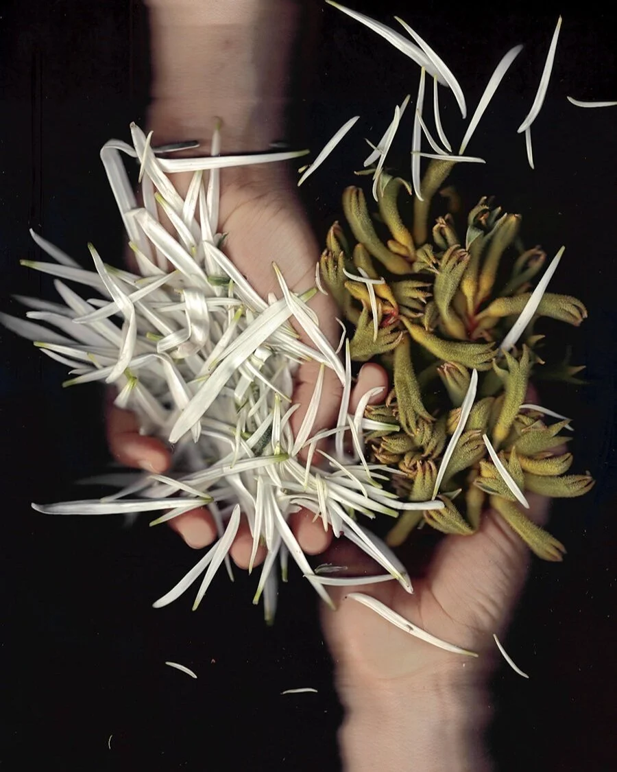 botanical scans