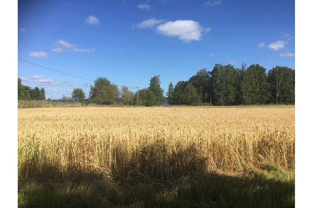 Mosaik_JM_Havreflingan_23.jpg