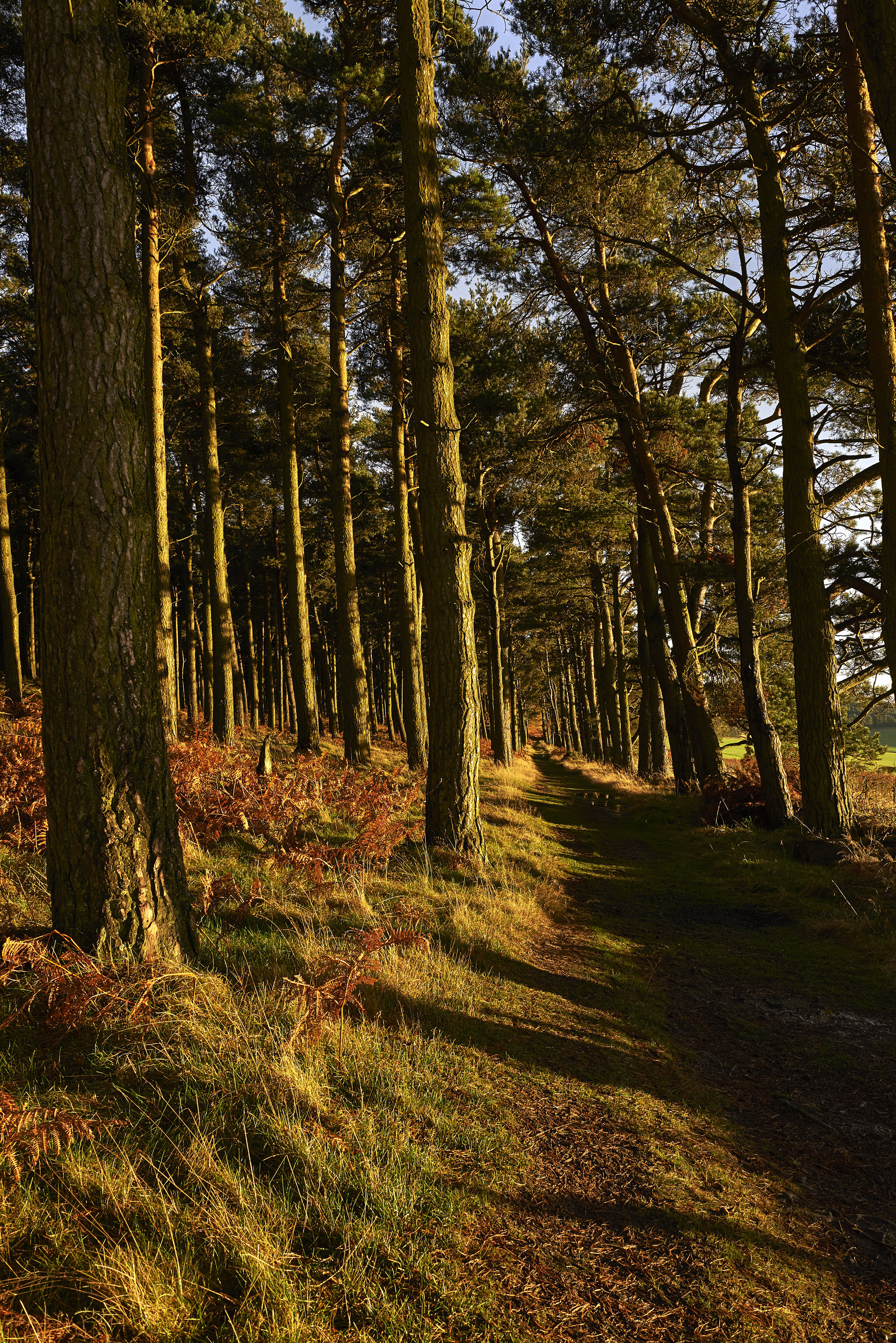 Shadows. Belford, Northumbria