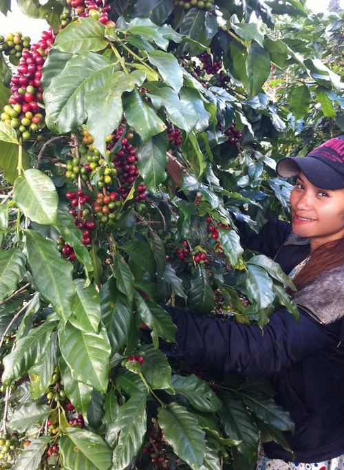  Picking only the ripest Arabica cherries on offer.  