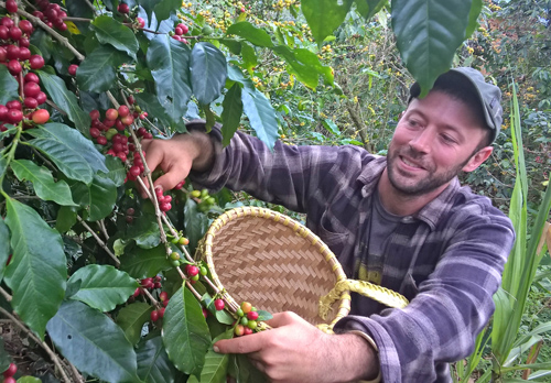 Chàng trai người Mỹ tự tay hái chọn những quả cà phê Arabica chín đỏ tại vùng đất Lang Biang