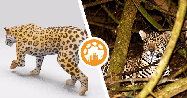 Atiaia the Jaguar, who lives in the Atlantic Forest in Brazil.