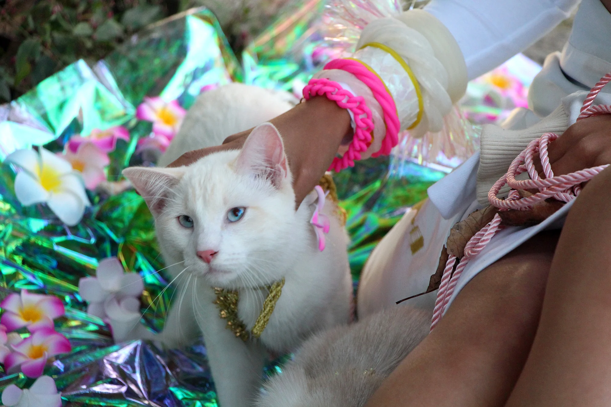 Amina_Cat.jpg