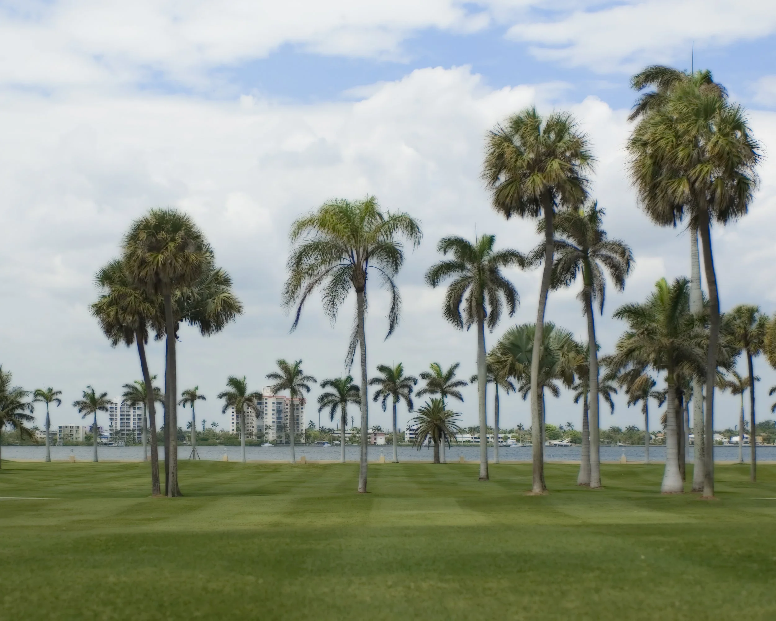 mar-a-lago-wedding-palm-tree-views.jpg
