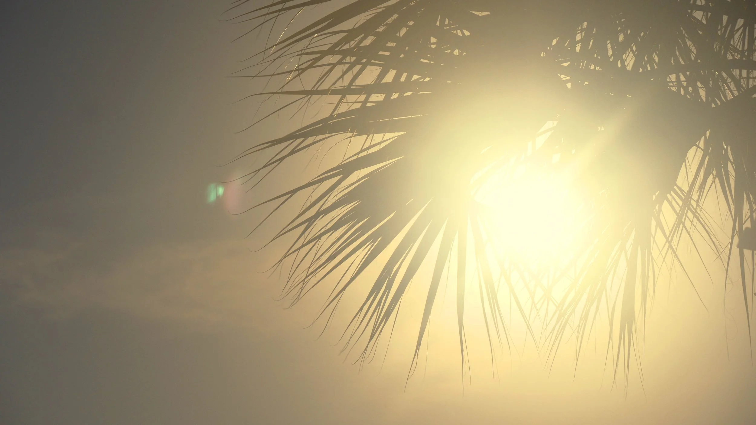 Sun Flare Through Palms Wedding Details South Carolina Yacht Club Hilton Head