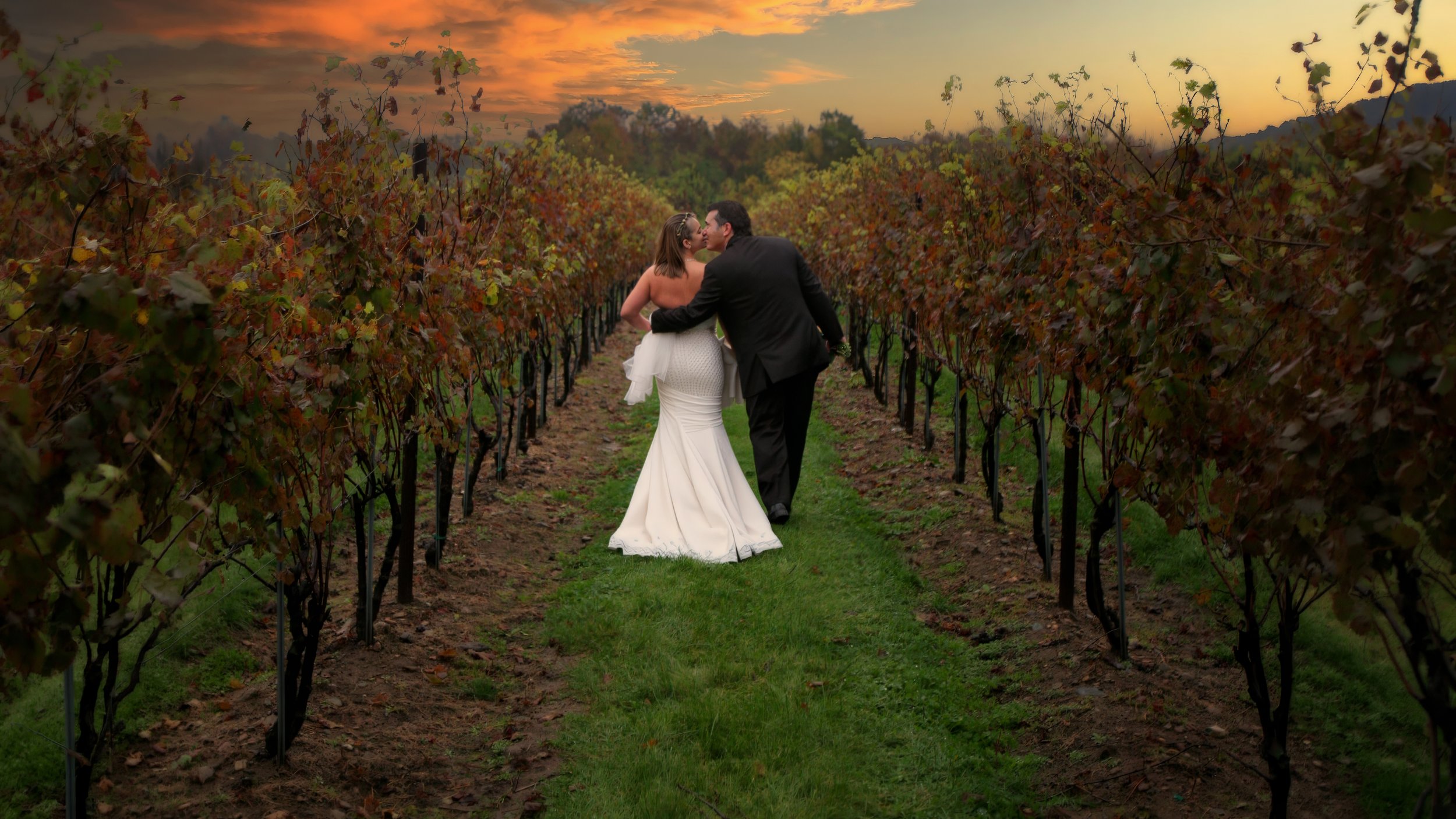 Bride and groom walking through autumn vineyards at Jonathan Edwards Winery in Stonington Connecticut.