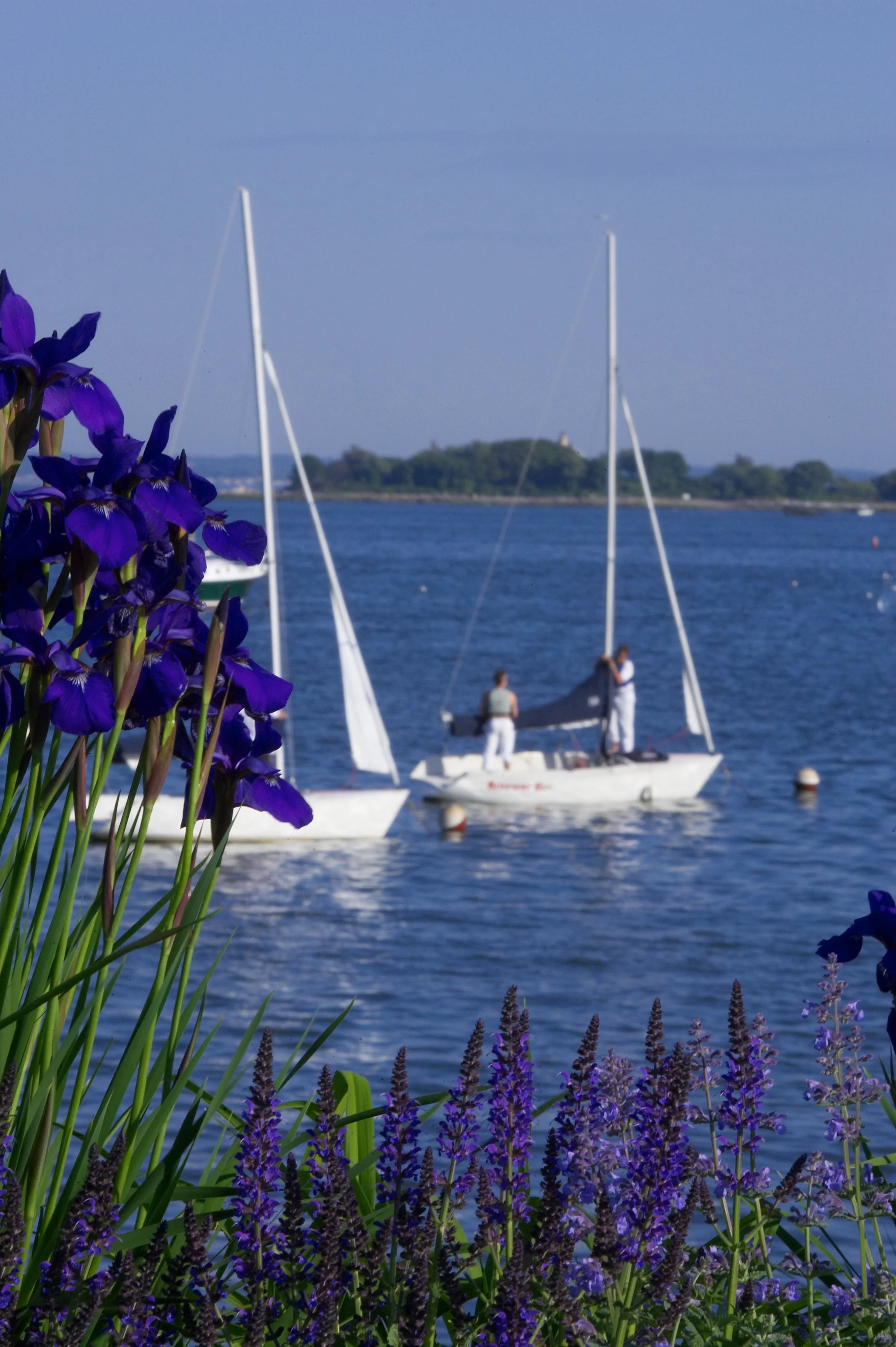 Sailboats moored in the harbor near Belle Haven Yacht Club in Greenwich Connecticut.