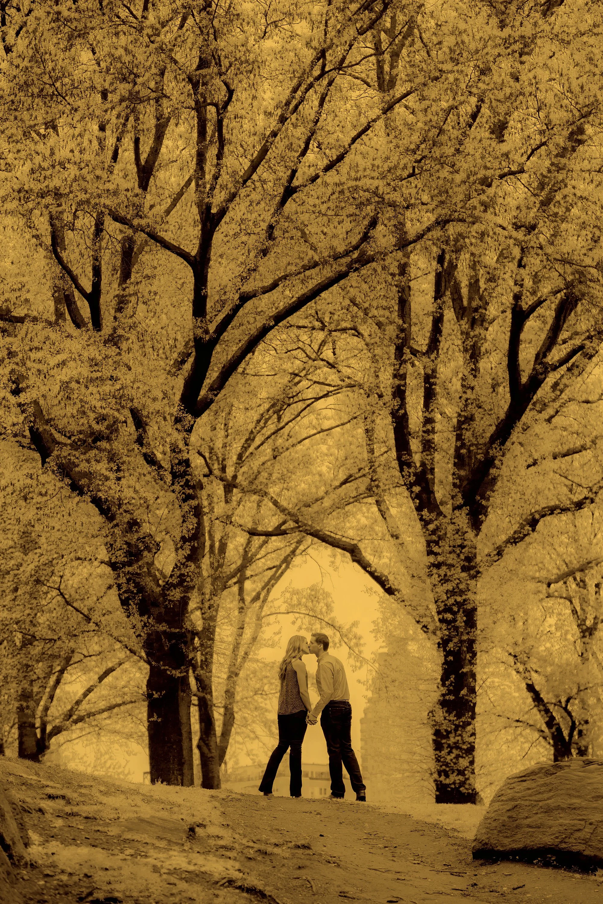 Romance beneath the trees of Central Park New York