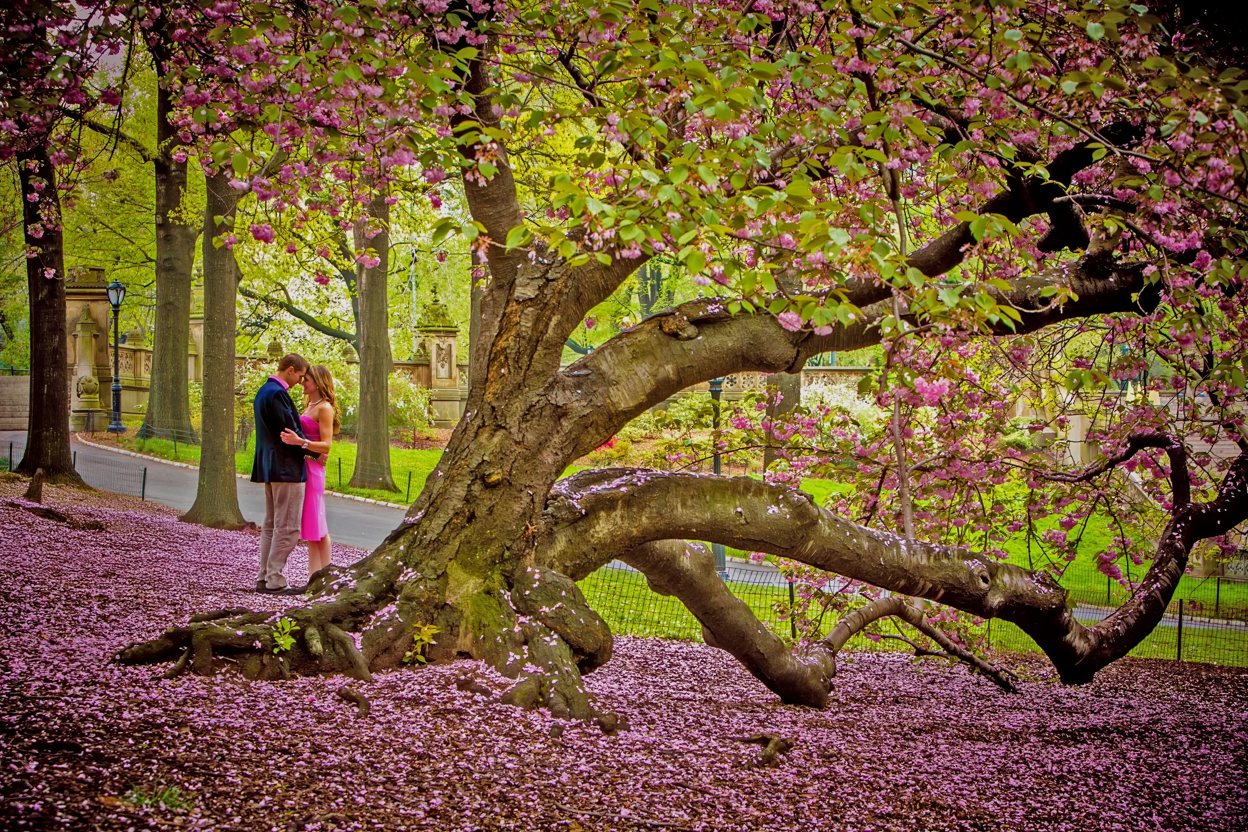 Spring in Central Park cherry tree portrait
