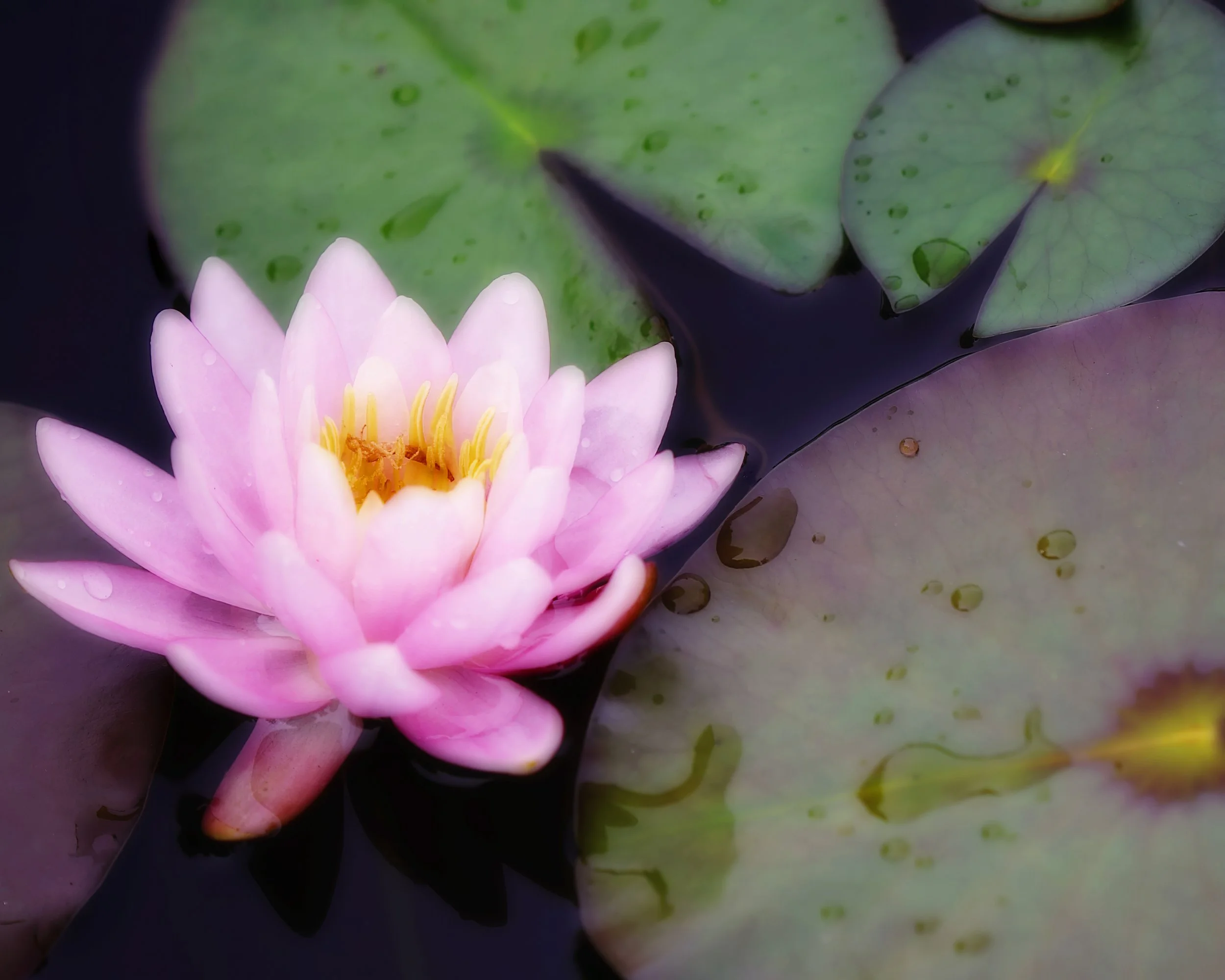 Water lilies floating in the bluff pond at the Inn at Mystic.