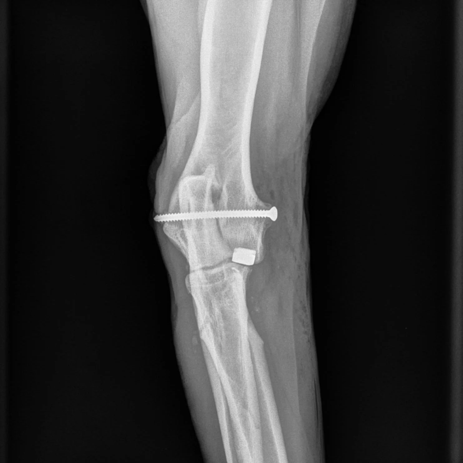 CUE: Canine Unicompartmental Elbow