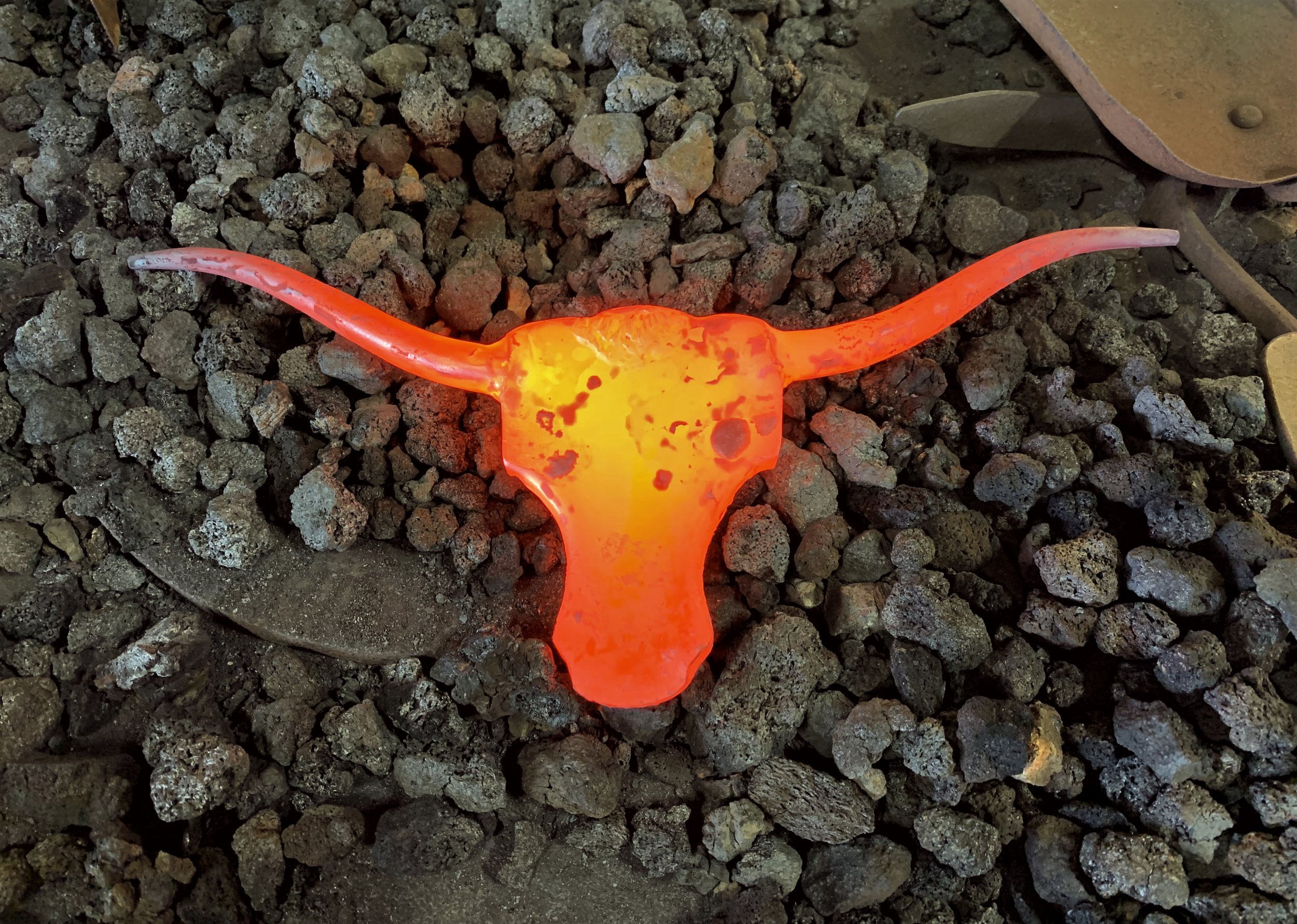 longhorn1.jpg