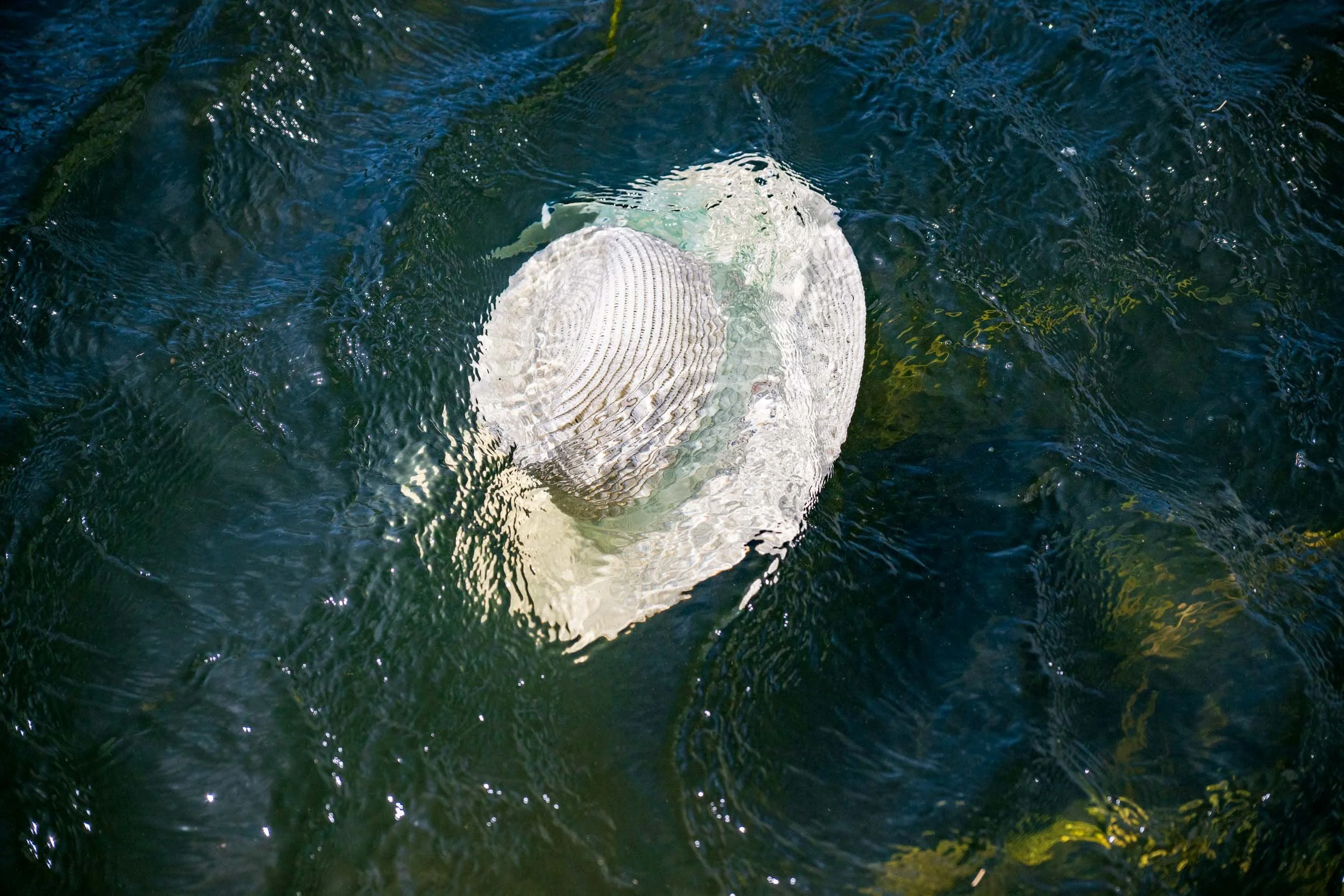 JFP_4629.jpg
