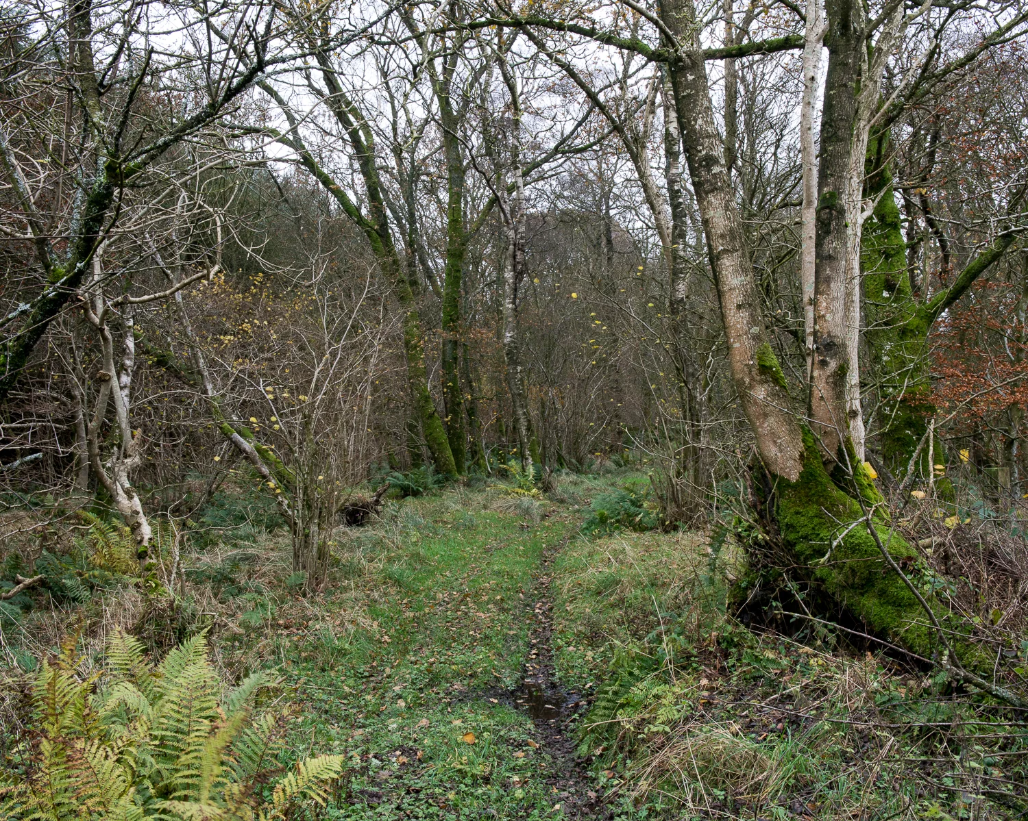 Scots' Dike