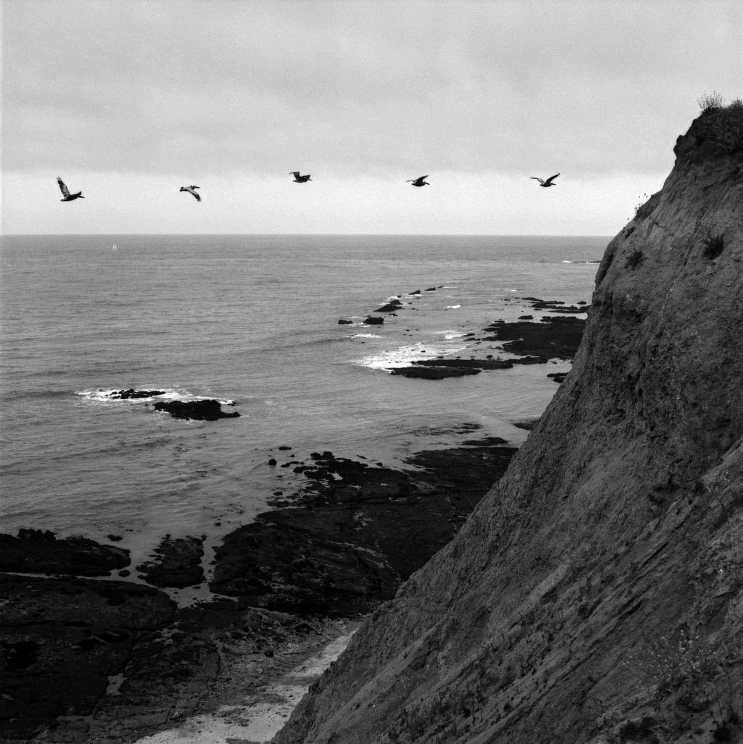 Half Moon Gulls.jpg