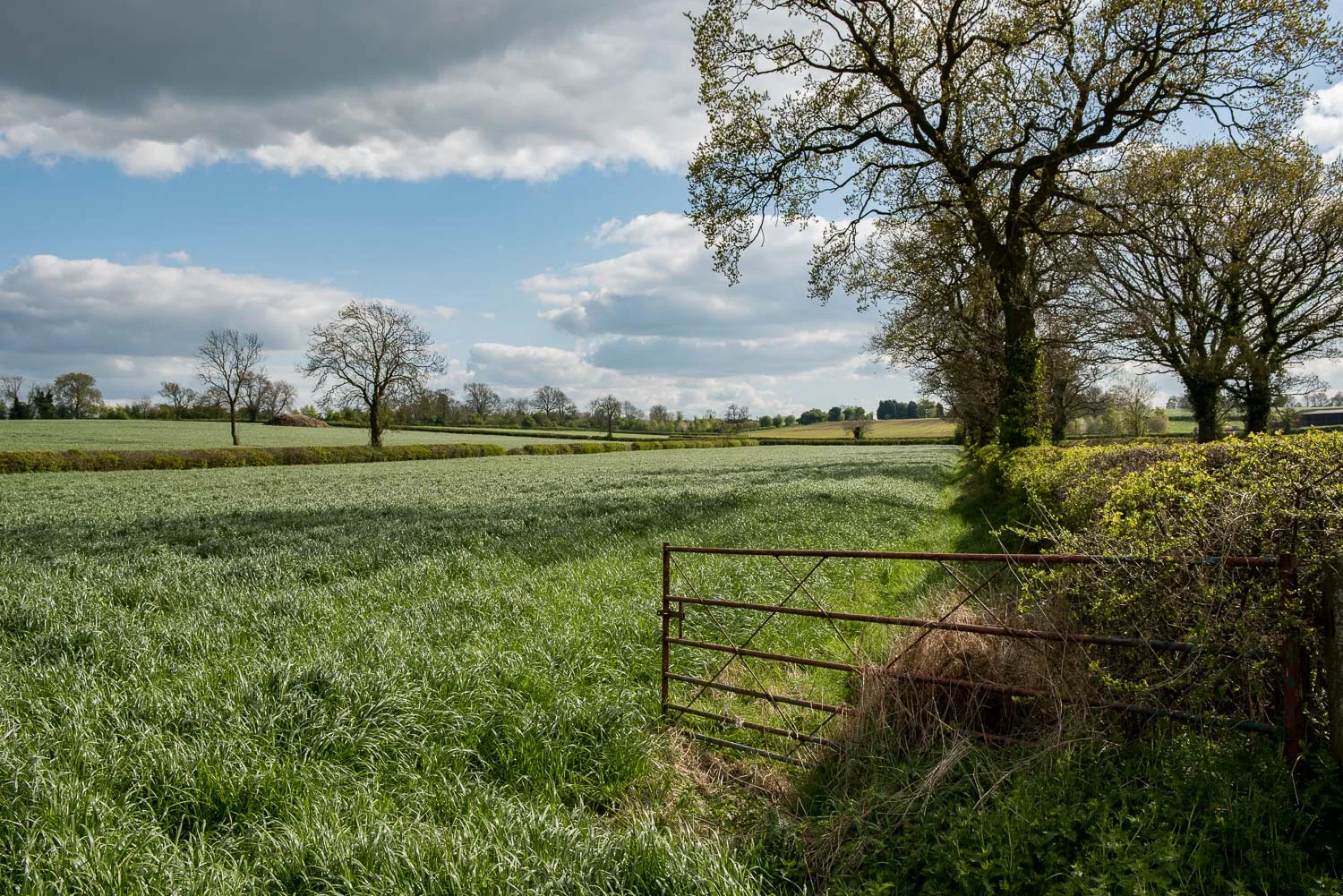 High Cross, Venonae, Leicestershire - April 2017