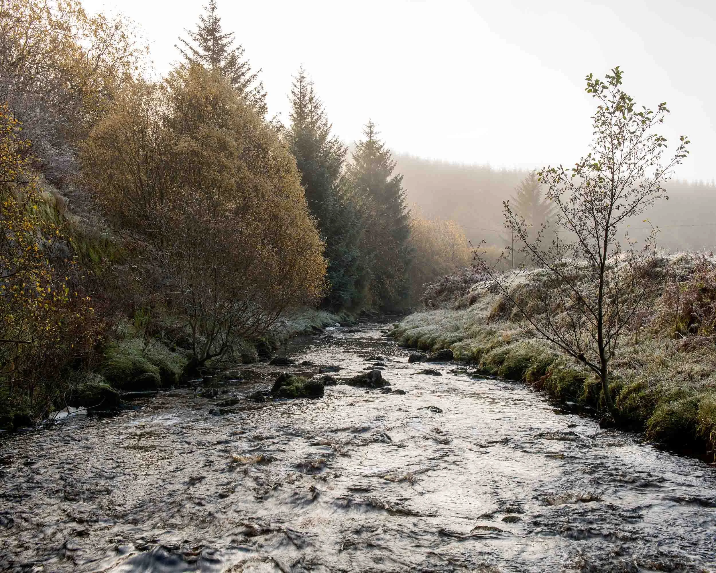 A river flowing through a forested landscape with trees on both sides and a misty background.