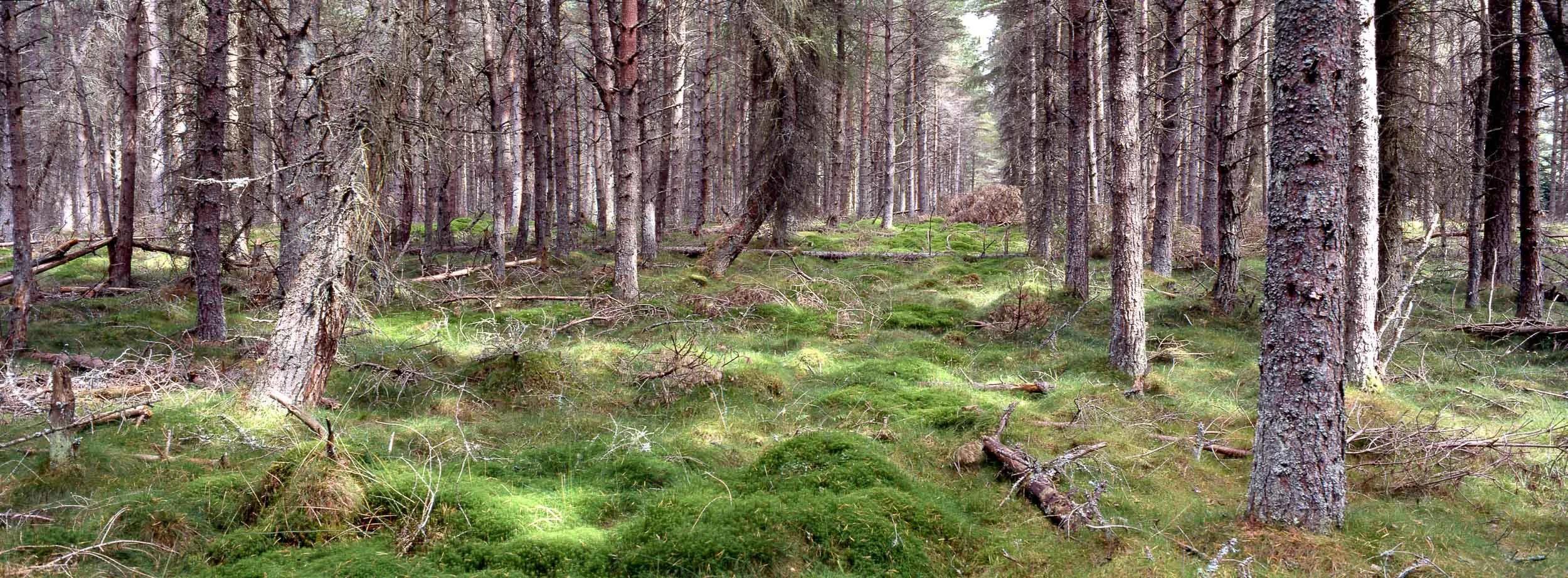 A dense forest with numerous tall pine trees and a moss-covered forest floor, with sunlight filtering through the branches.