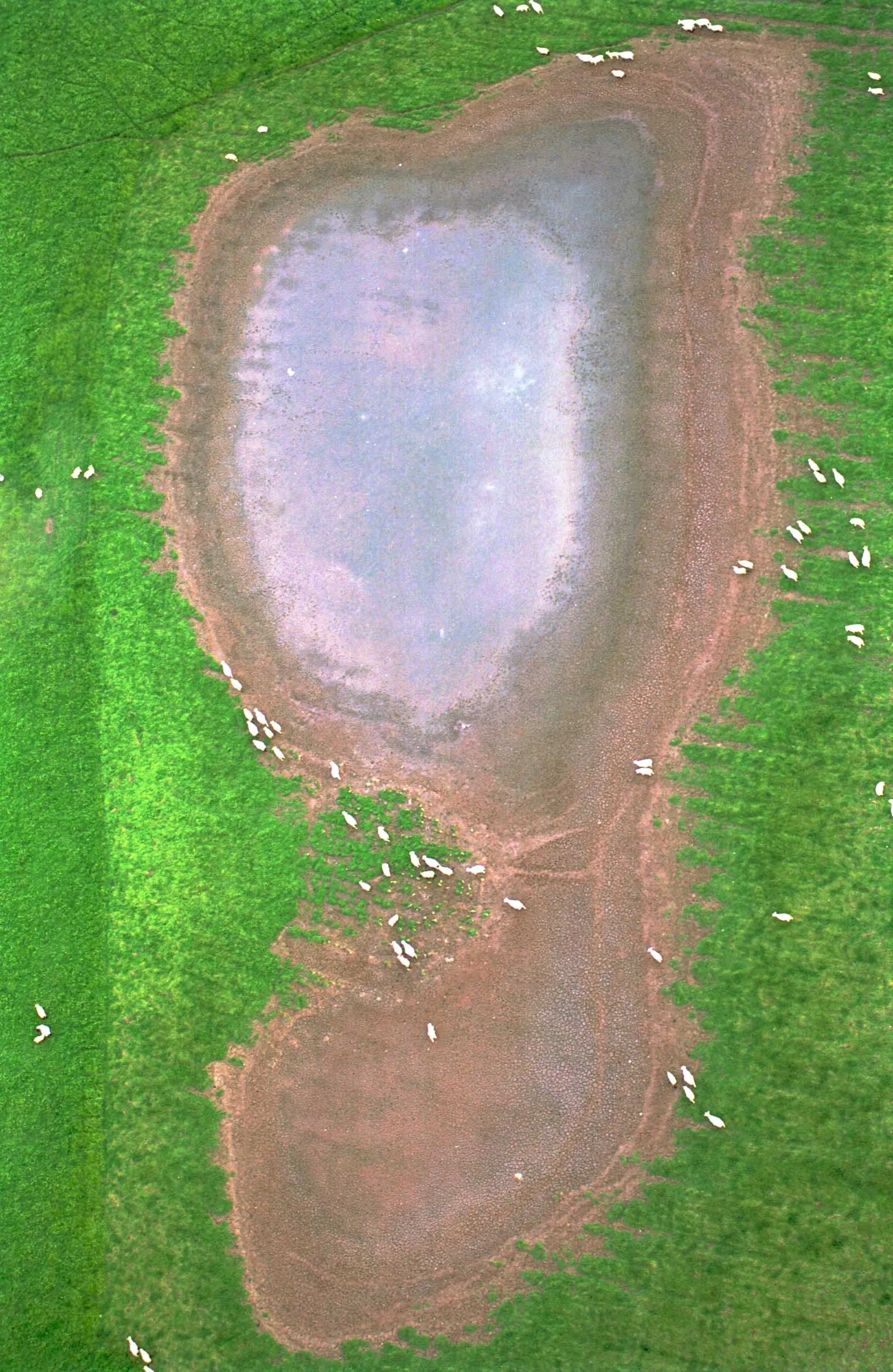 Bird's eye view of a landscape with two ponds, surrounding green fields, and a flock of white birds scattered around the area.