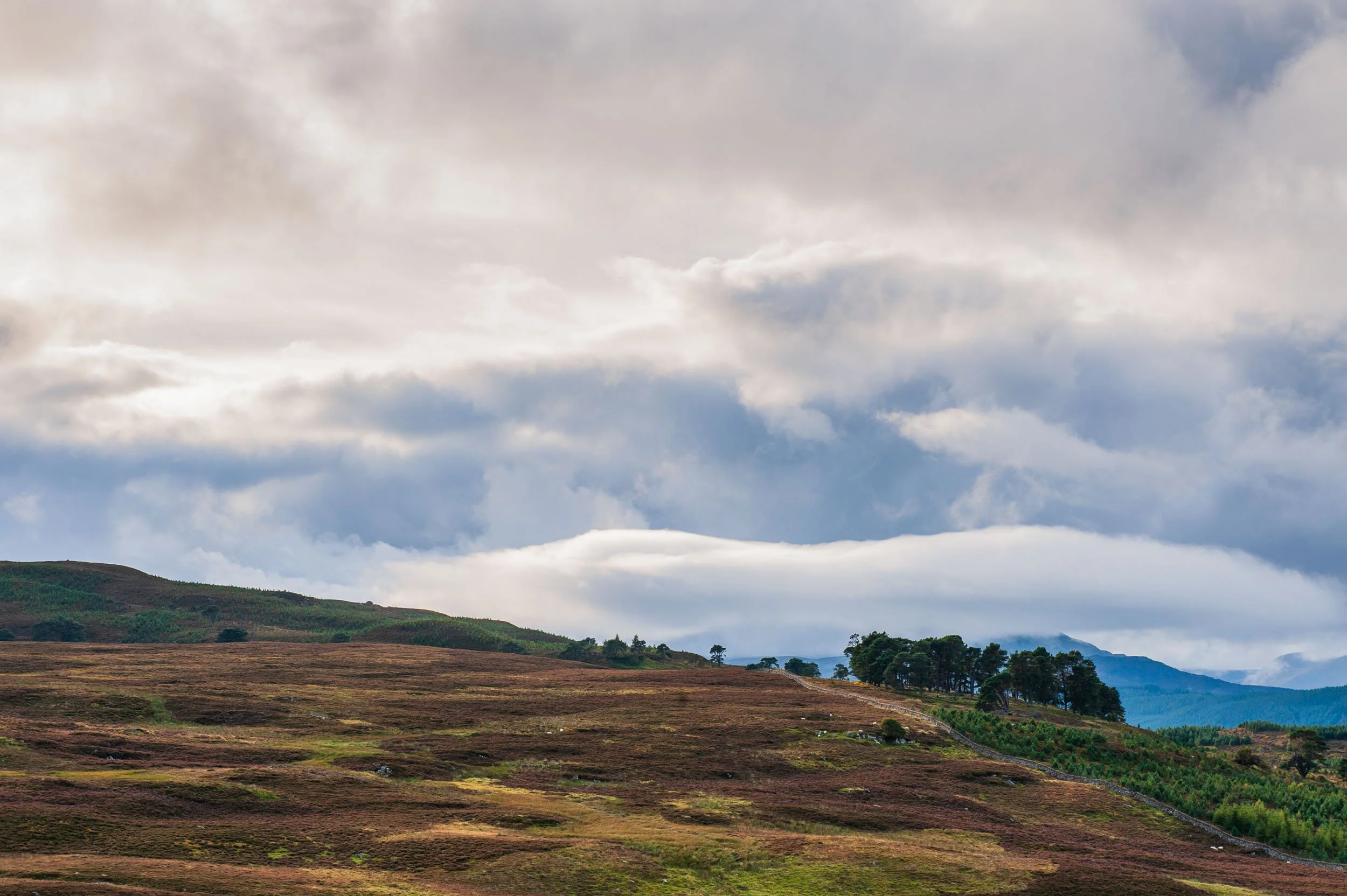 A landscape with rolling hills, patches of grass and trees, under a cloudy sky.