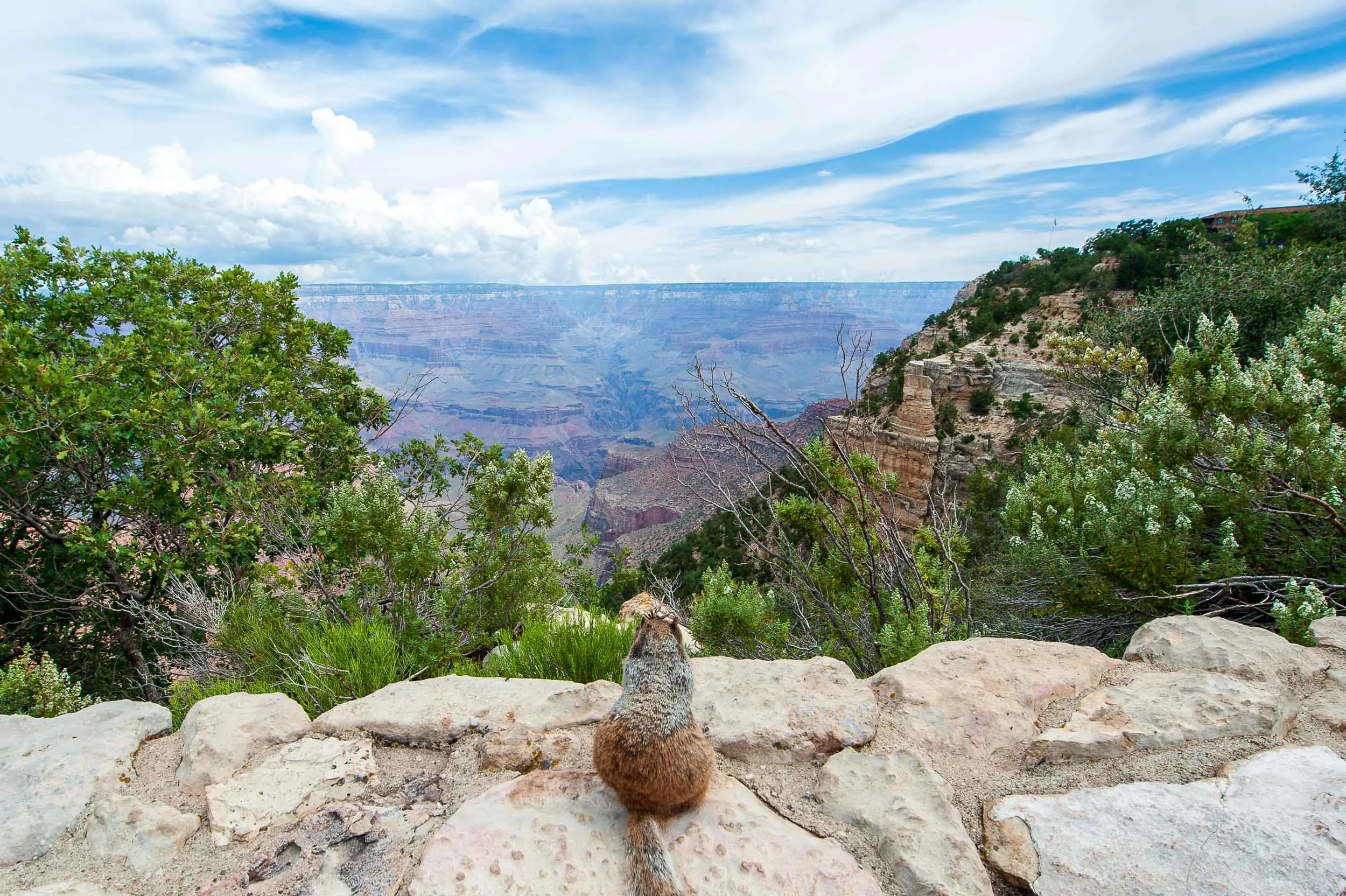 A squirrel sitting on a stone ledge overlooking the Grand Canyon with green bushes and trees in the foreground, and blue sky with white clouds in the background.