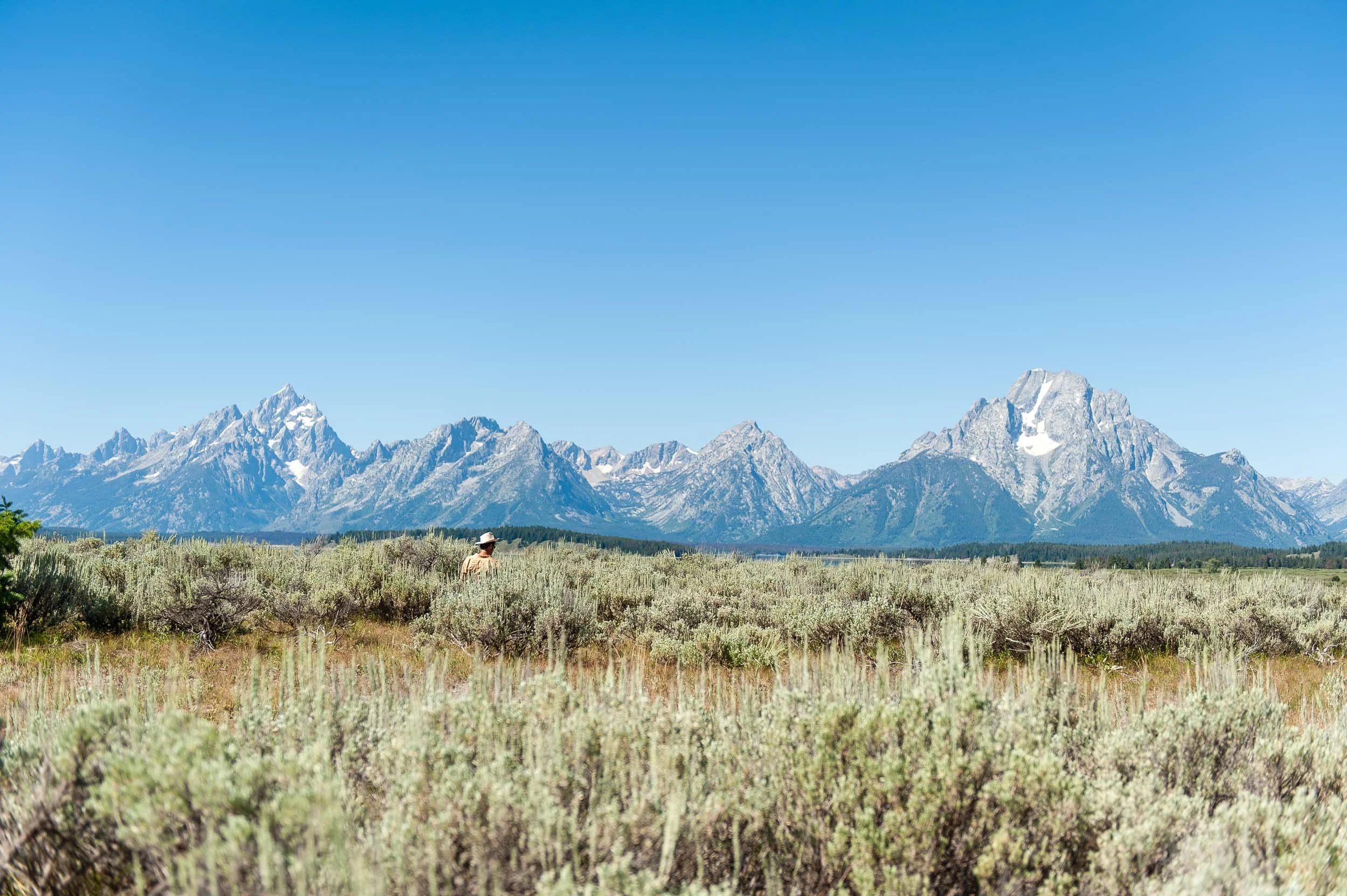 A person wearing a hat walks through a sagebrush field with snow-capped mountains in the background under a clear blue sky.