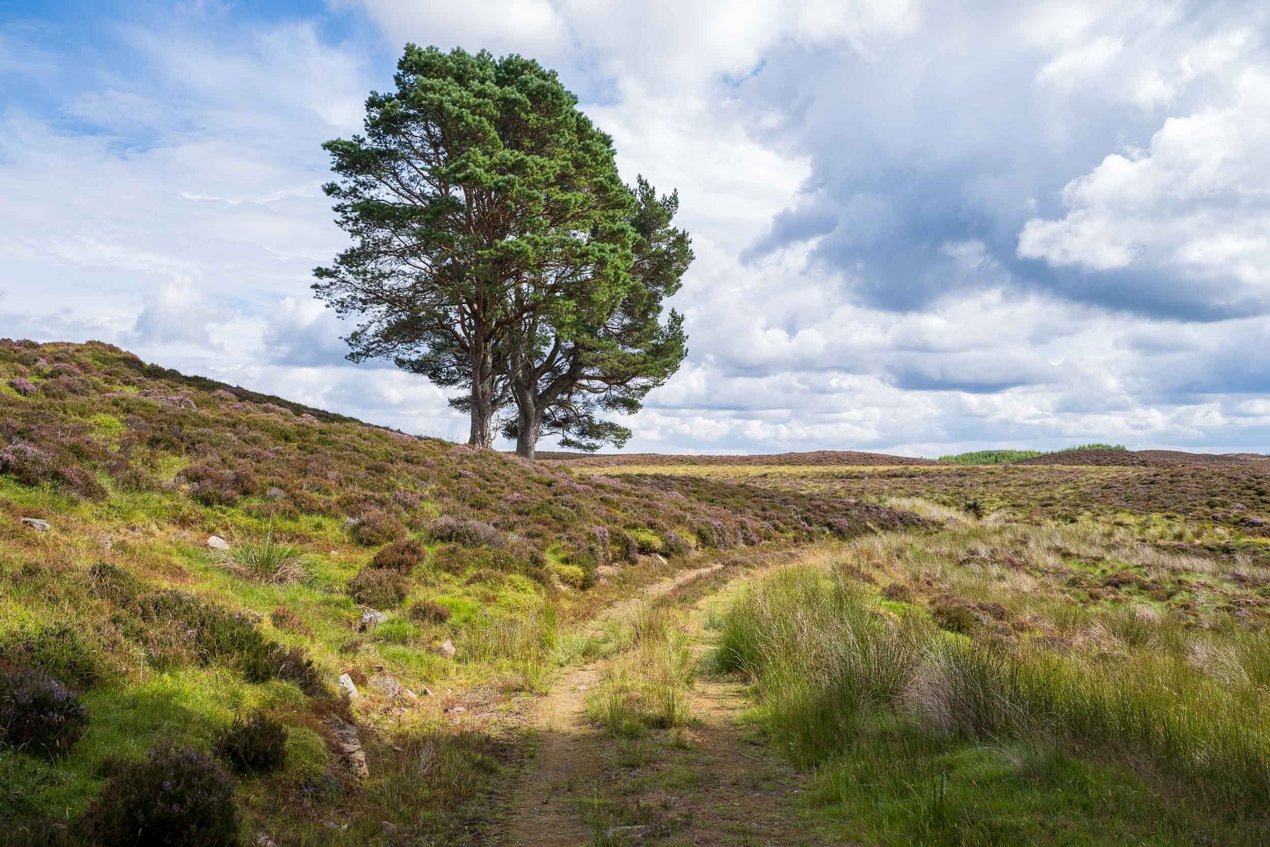 A grassy path through a purple heather-covered field with two trees in the distance and a partly cloudy sky.