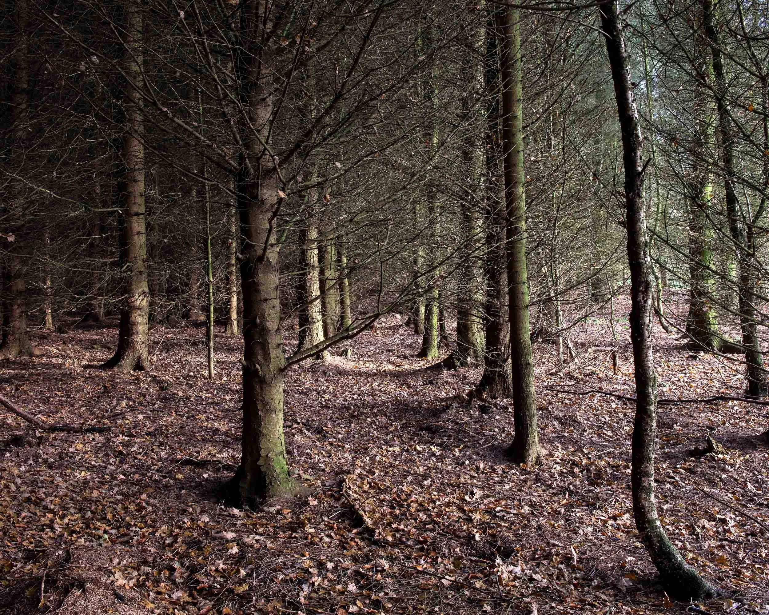 A forest with tall, leafless trees and a dirt path on the forest floor covered with fallen leaves.