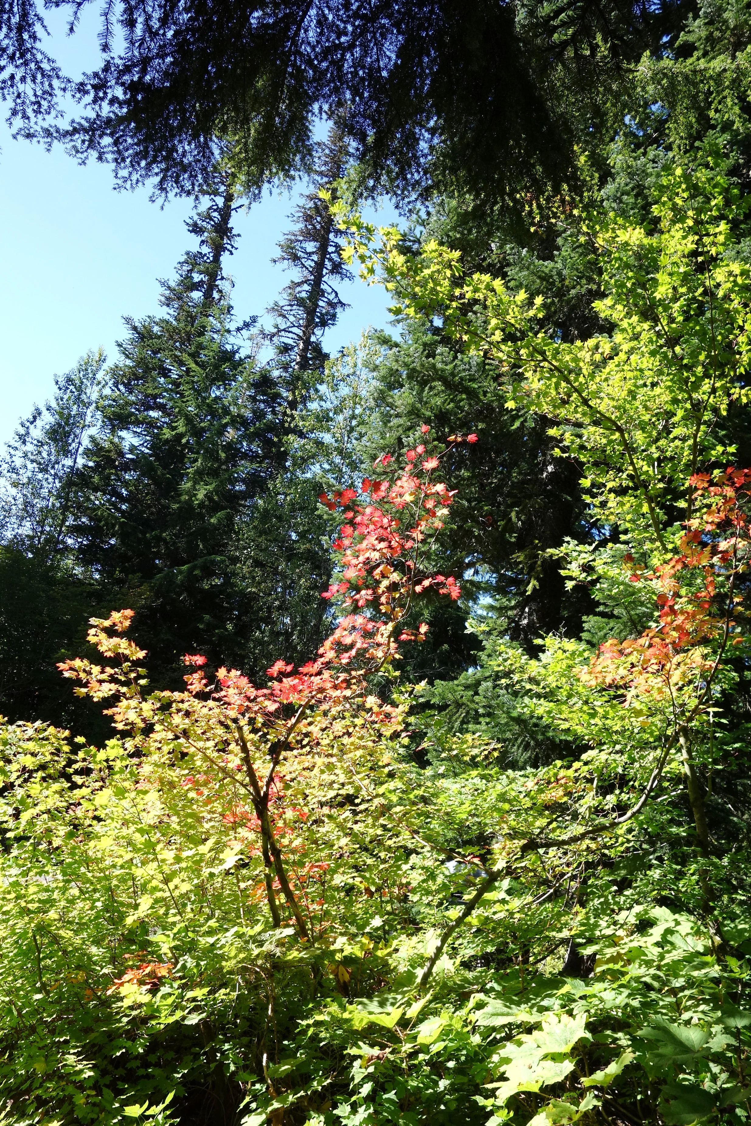FALL LEAVES.jpg