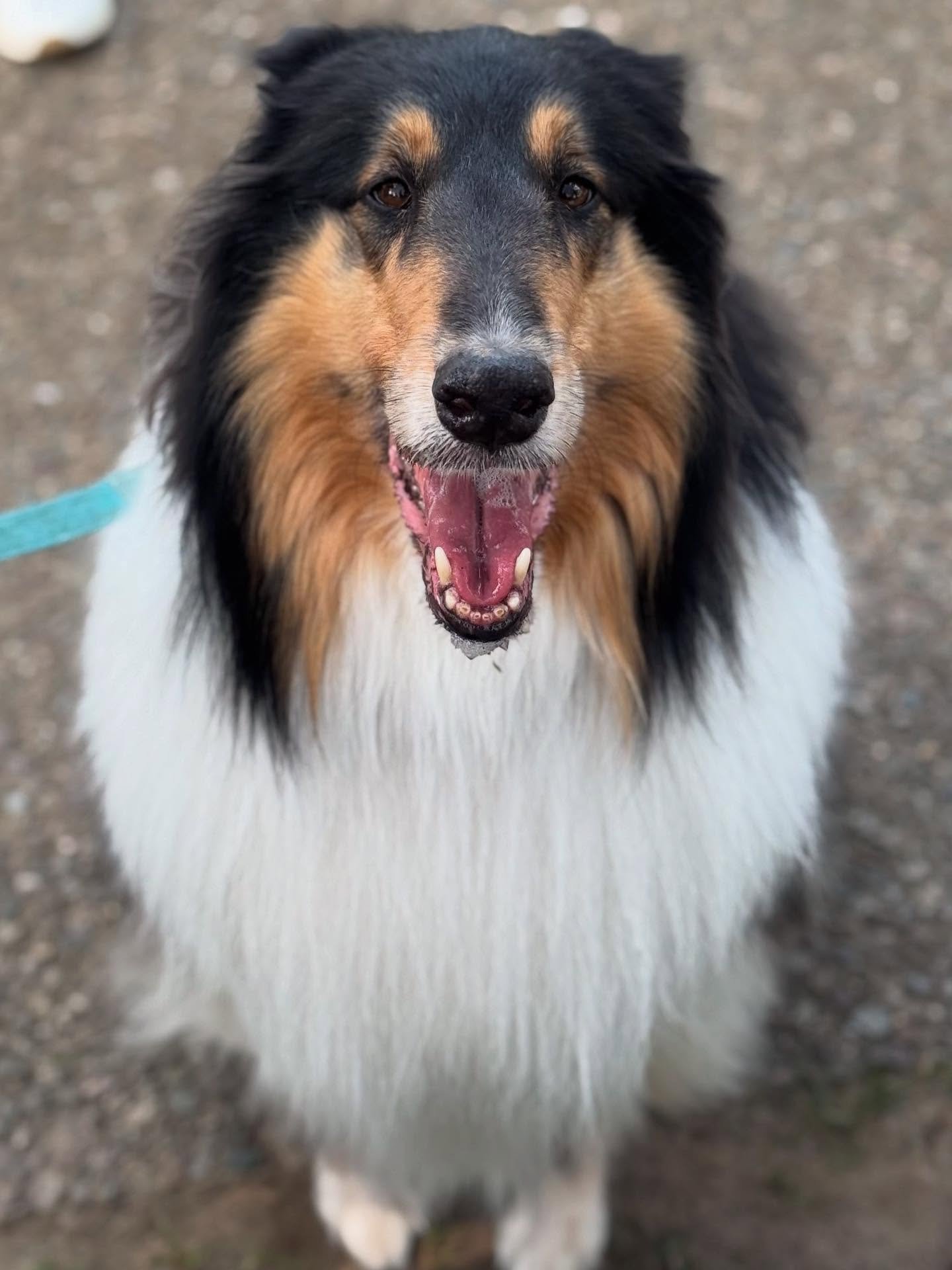 Another farmers market doggie roundup? Well… mostly.
This lineup from Franklin and Sturbridge features some truly iconic pups — and one very cool cat who made the cut πΆπ±
Swipe through for the serotonin boost you didn’t know you