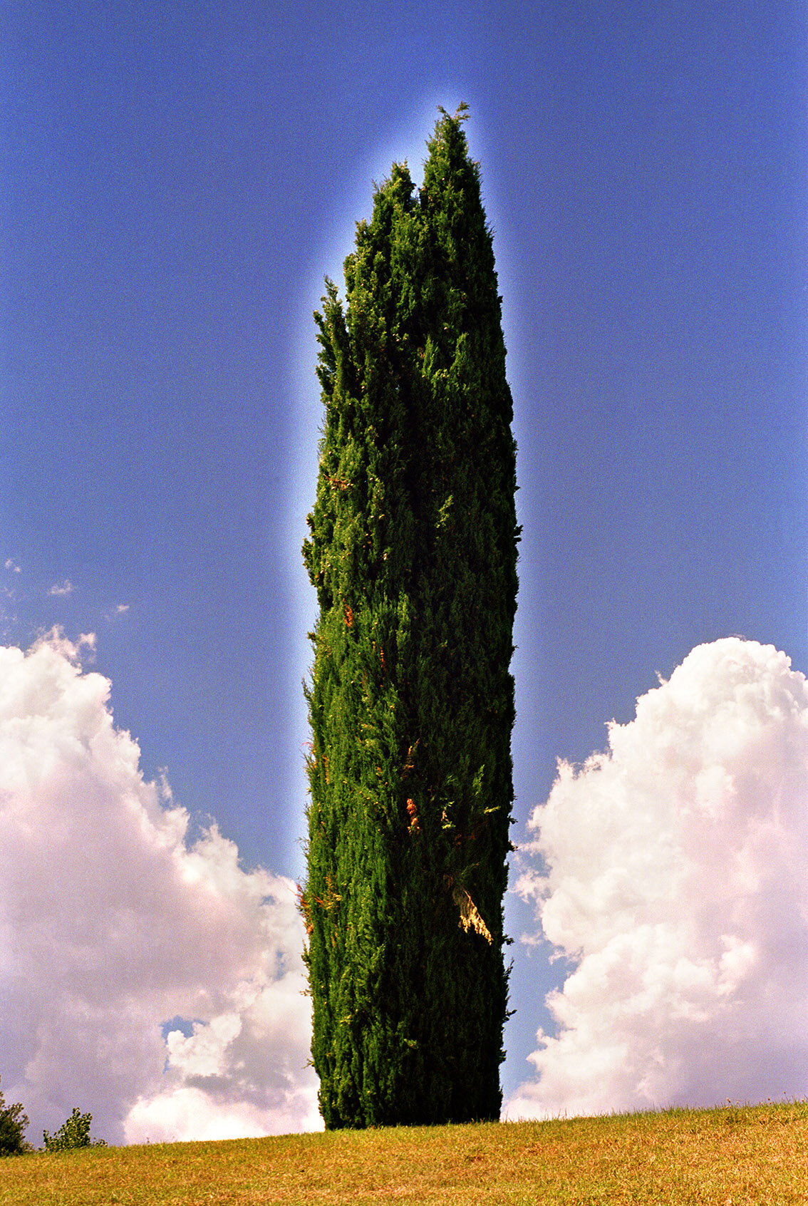 Cipariso, 2003, C-Print, 39.37 x 26.38 inches / 100 x 67 cm 