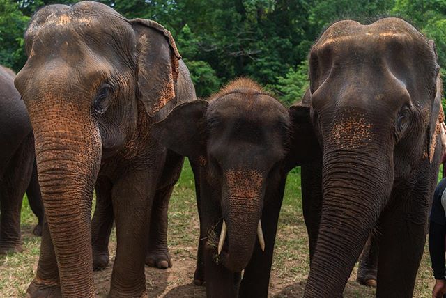 These gentle giants were rescued out of various situations, from being in the circus to working in the logging industry. They are purchased from their owners and sent here where they live out their lives. We spent a half day with them spending time t