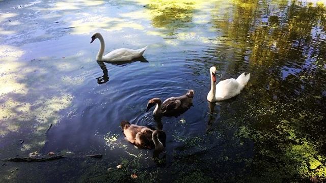 Enjoying this summer morning in Brooklyn 🌞 🦢🗽