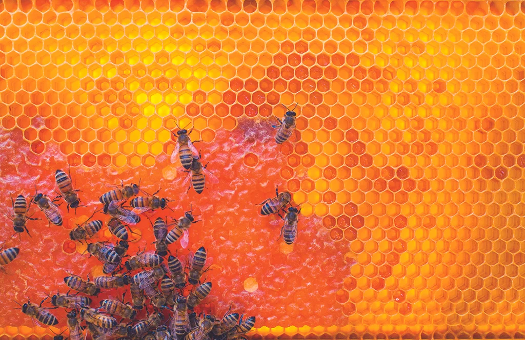 Bees spread-002.jpg