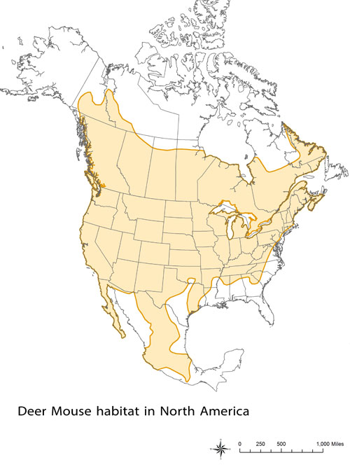 Deer Mouse habitat.