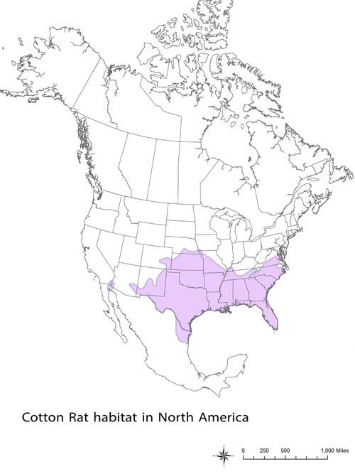 Cotton Rat habitat.