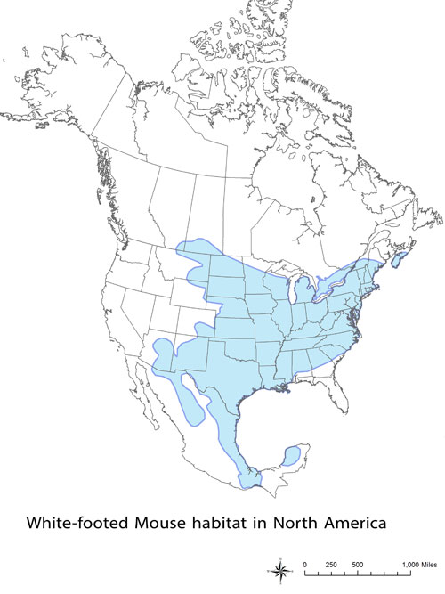 White-footed Mouse habitat.
