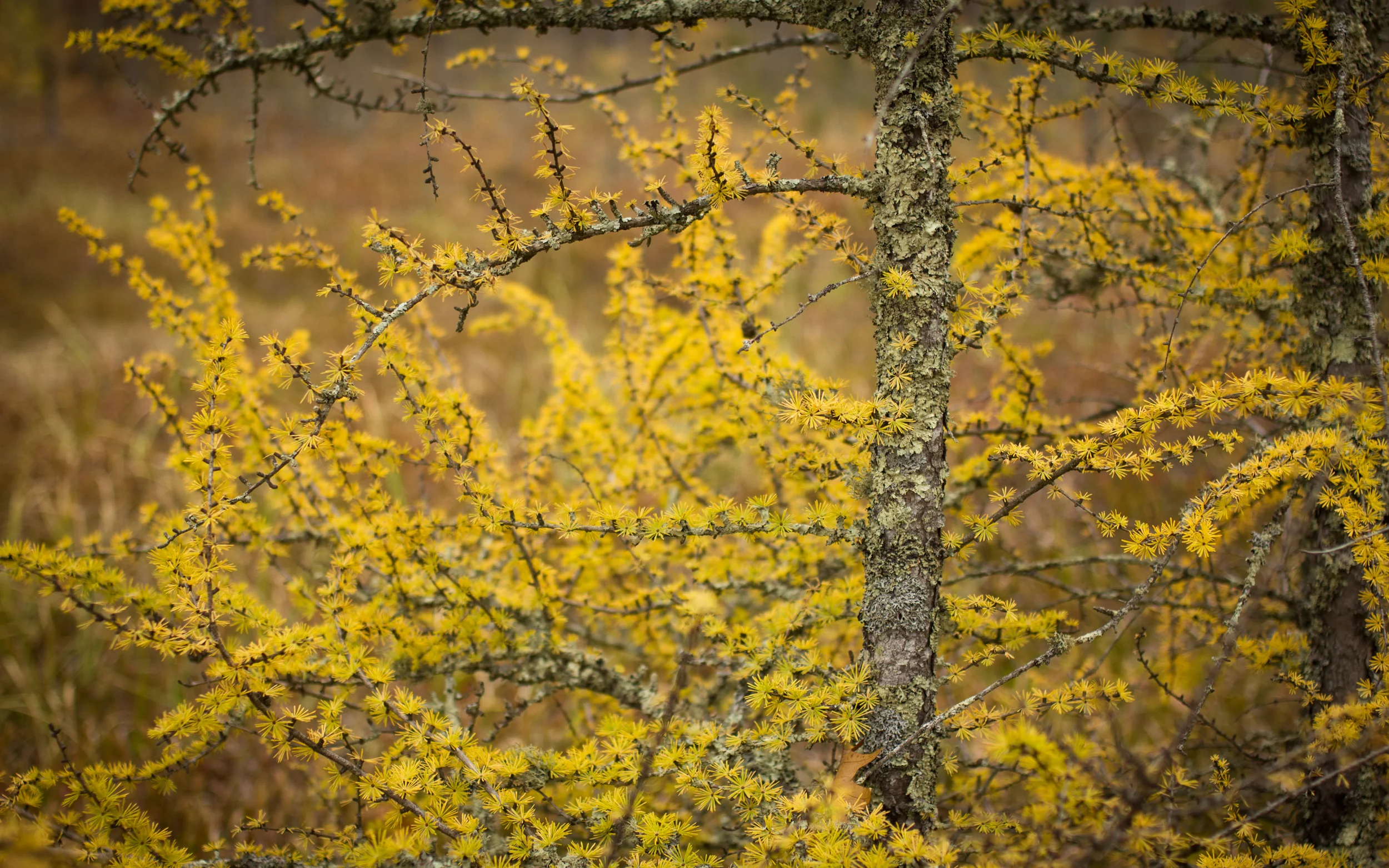 TREES GOLDEN.jpg