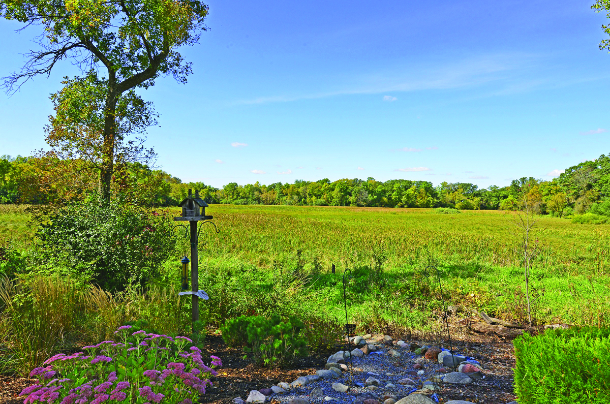 wetlands view.jpg