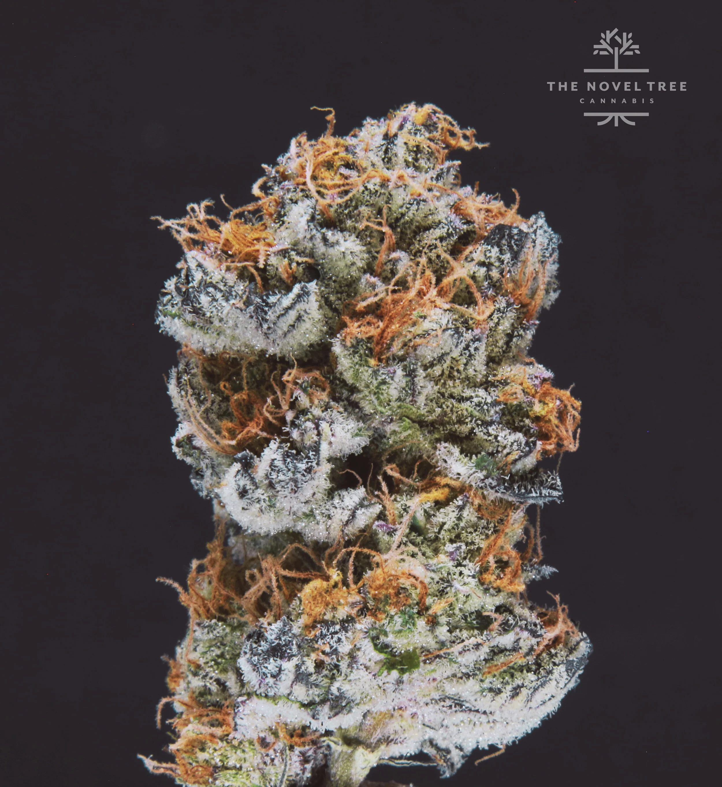 FreddysFuego - BlackbeardsGold.jpg