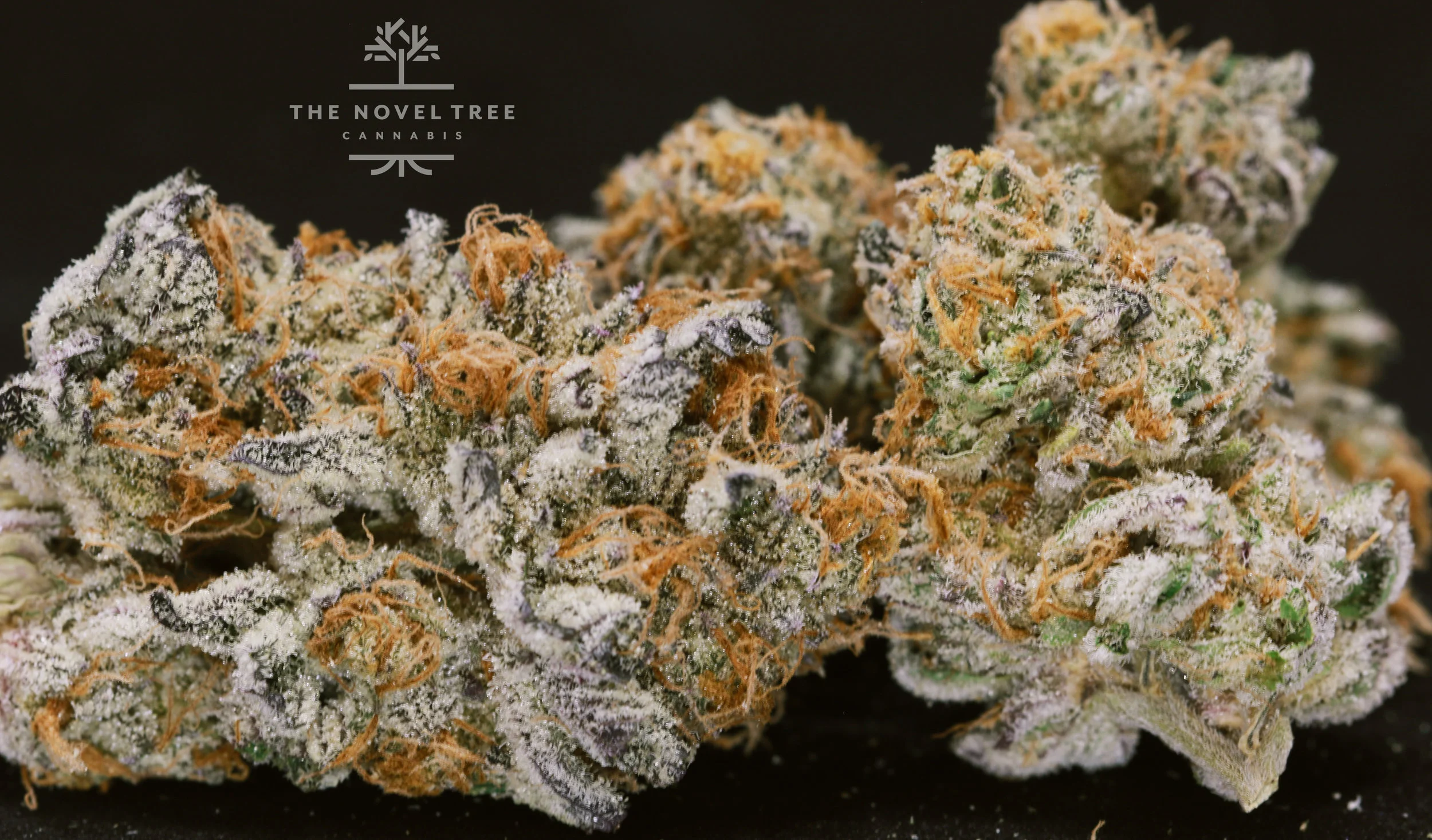 FreddysFuego - BlackbeardsGold5.jpg