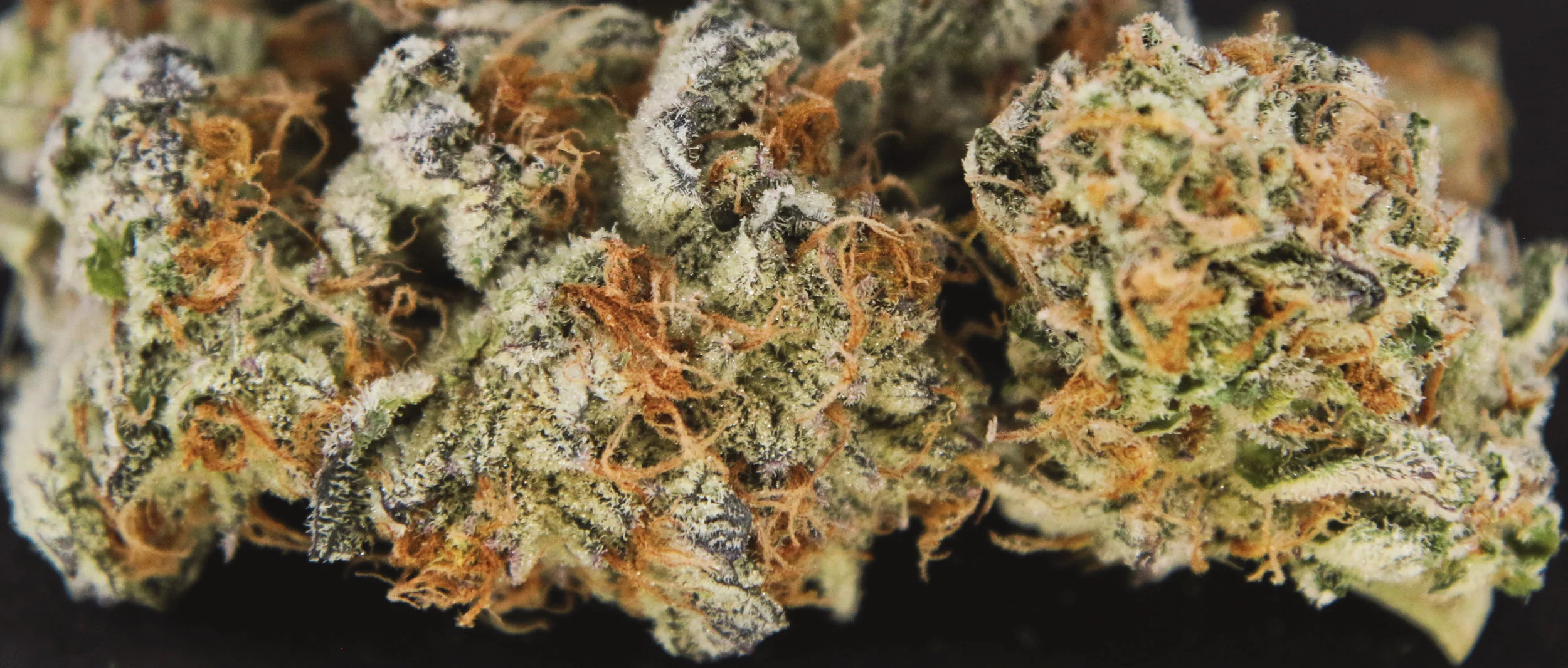 FreddysFuego - BlackbeardsGold4.jpg