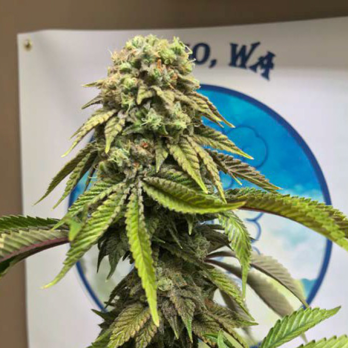cloud-9-farms-strains-3.jpg
